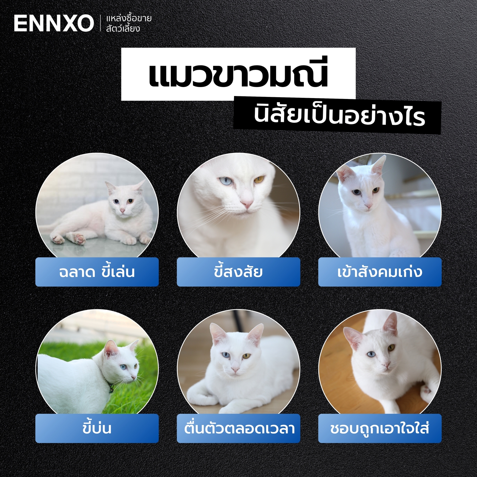 นิสัยของแมวขาวมณี ดื้อไหม