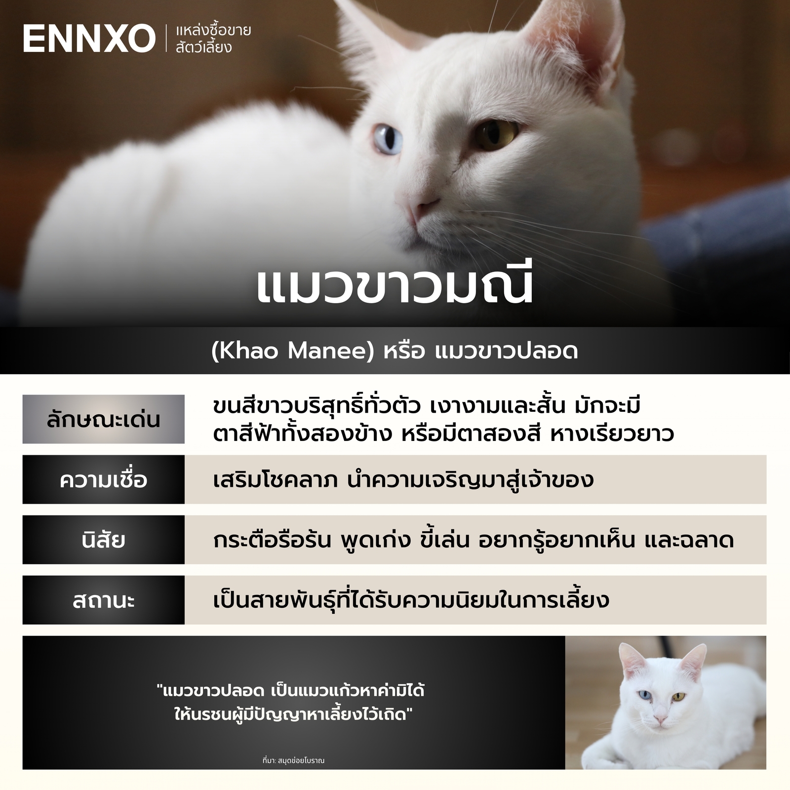 รู้จักแมวขาวมณี แมวไทย