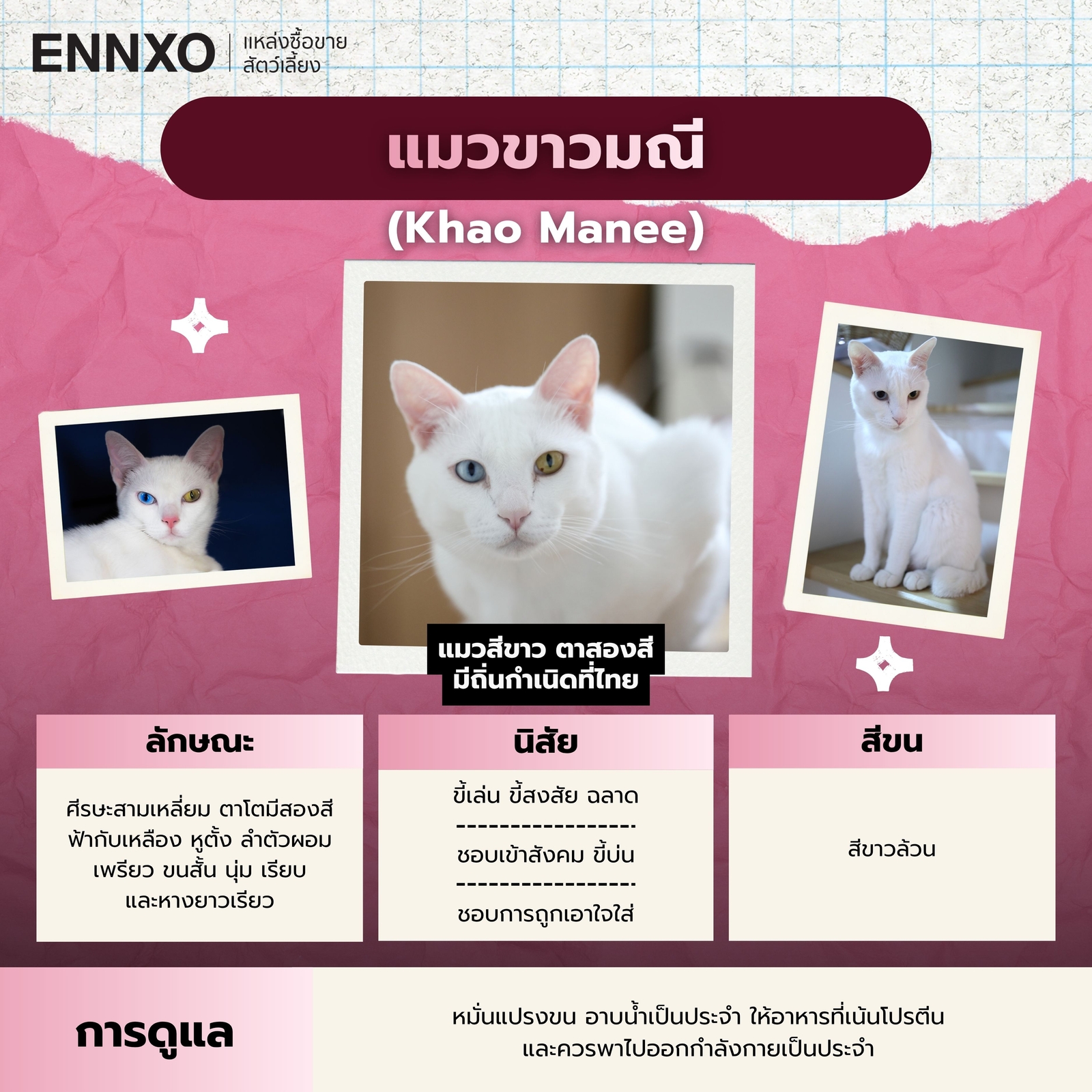 แมวขาวมณี แท้