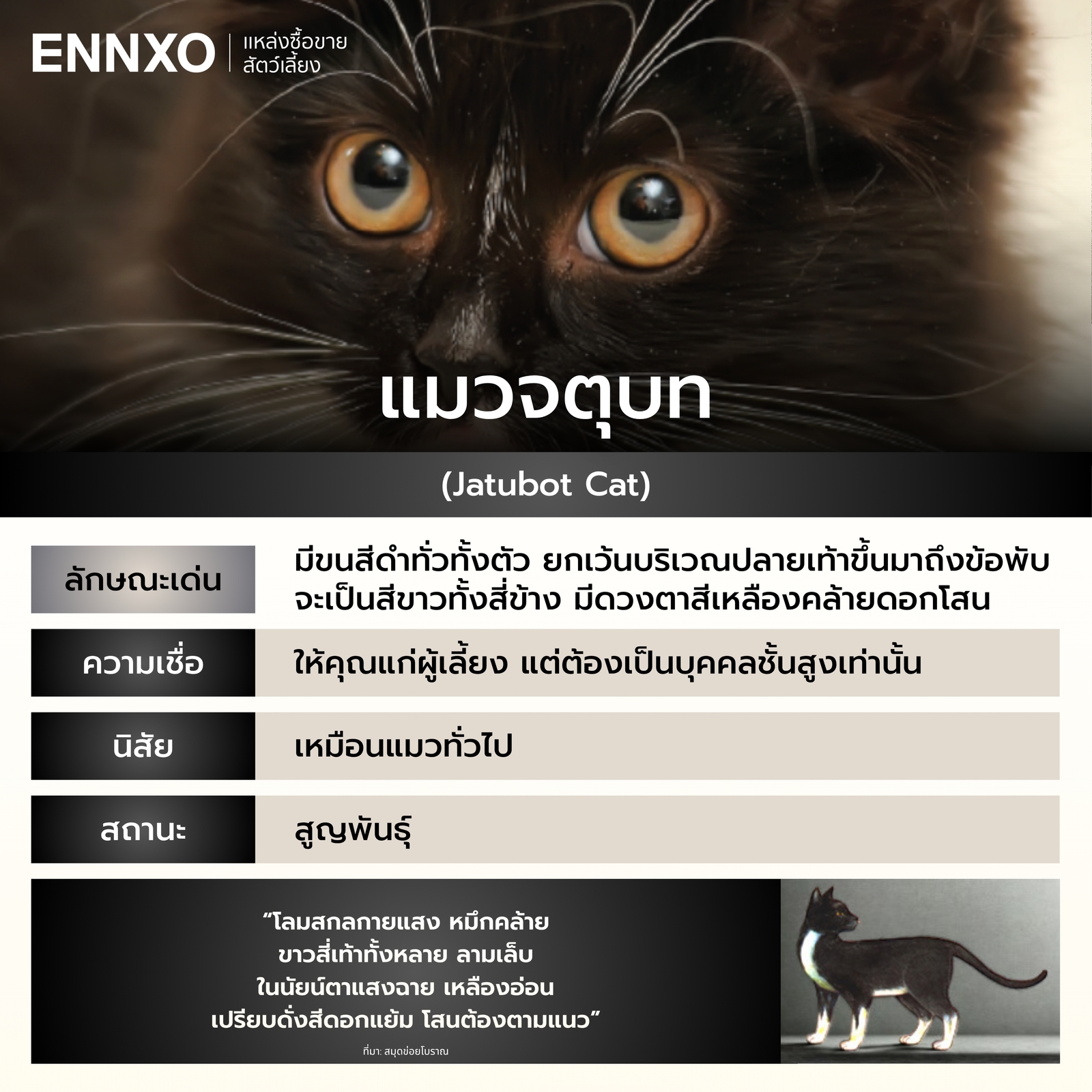 รู้จักแมวจตุบท แมวไทย