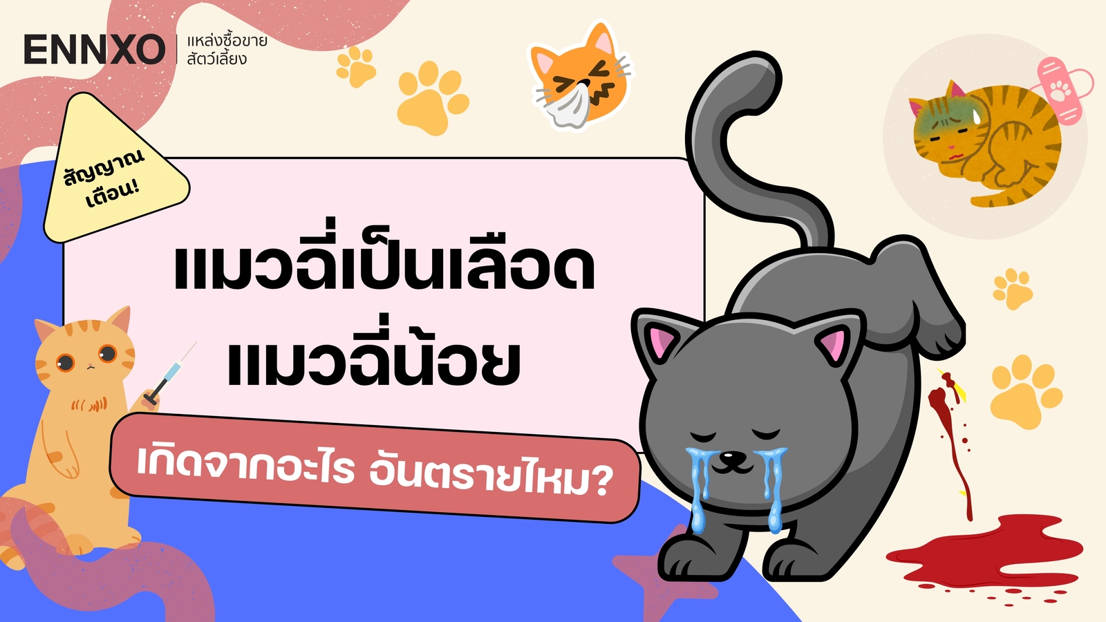 แมวฉี่เป็นเลือด สาเหตุเกิดจากอะไร? พร้อมวิธีรักษาเบื้องต้น