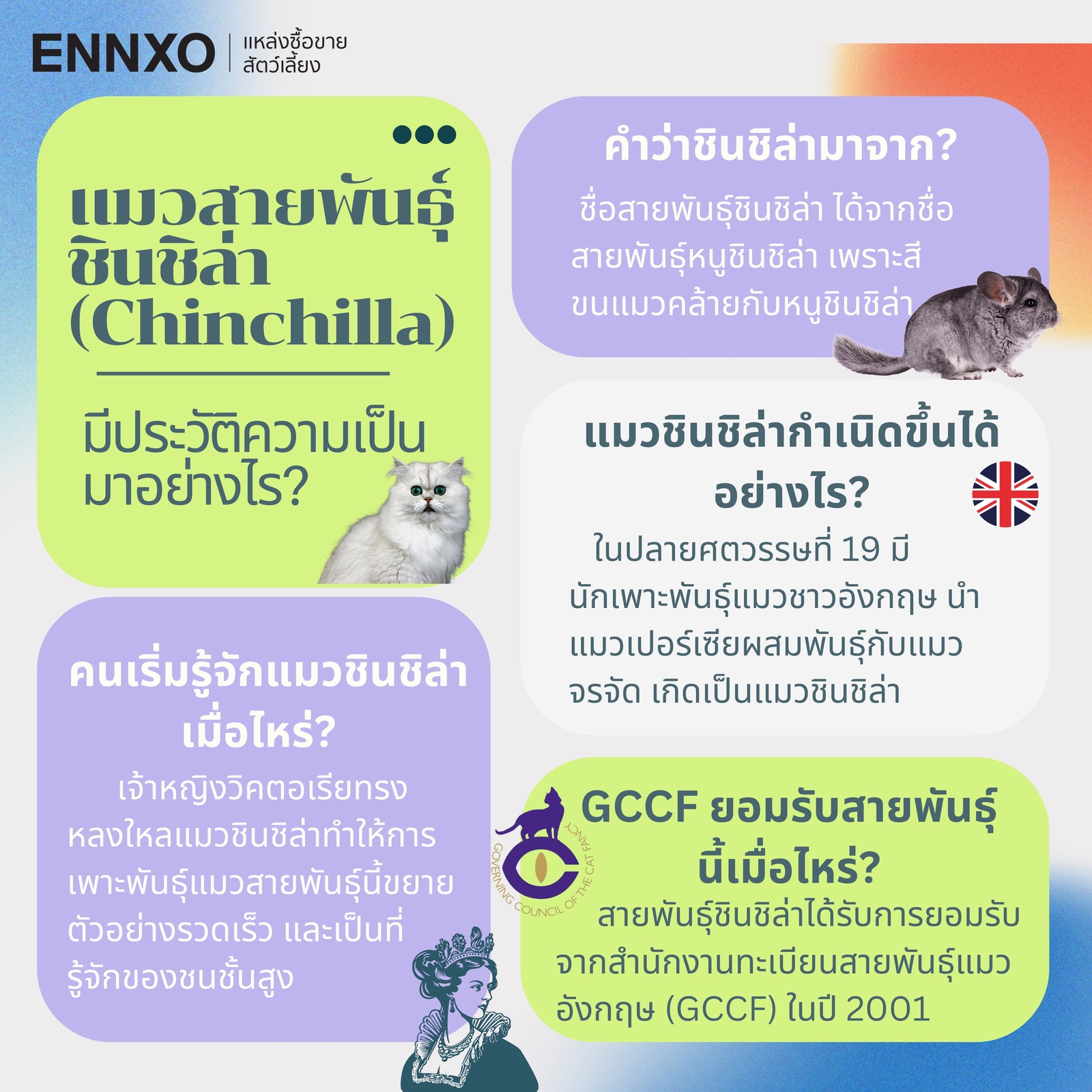 รู้จักแมวชินชิล่า Chinchilla 