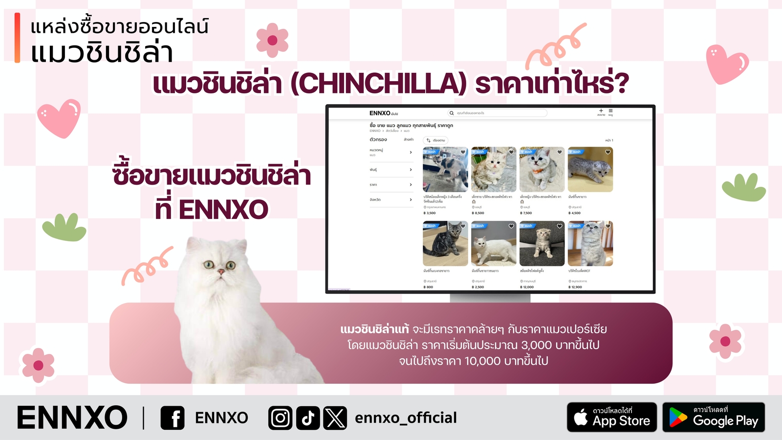 รู้จักแมวชินชิล่า Chinchilla สายพันธุ์น่าเลี้ยง