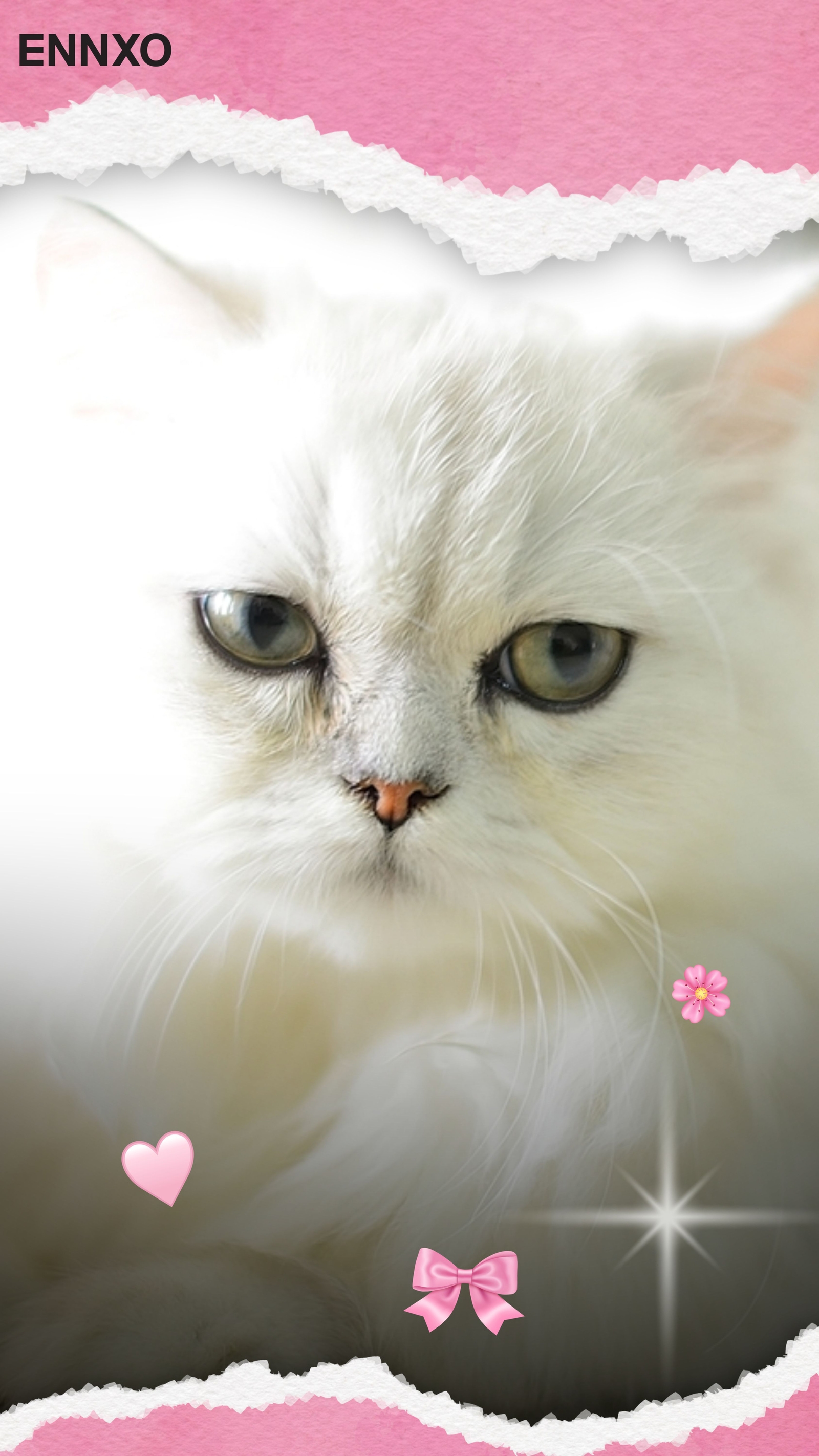 แมวชินชิล่า รูปแมวน่ารัก วอลเปเปอร์โทรศัพท์