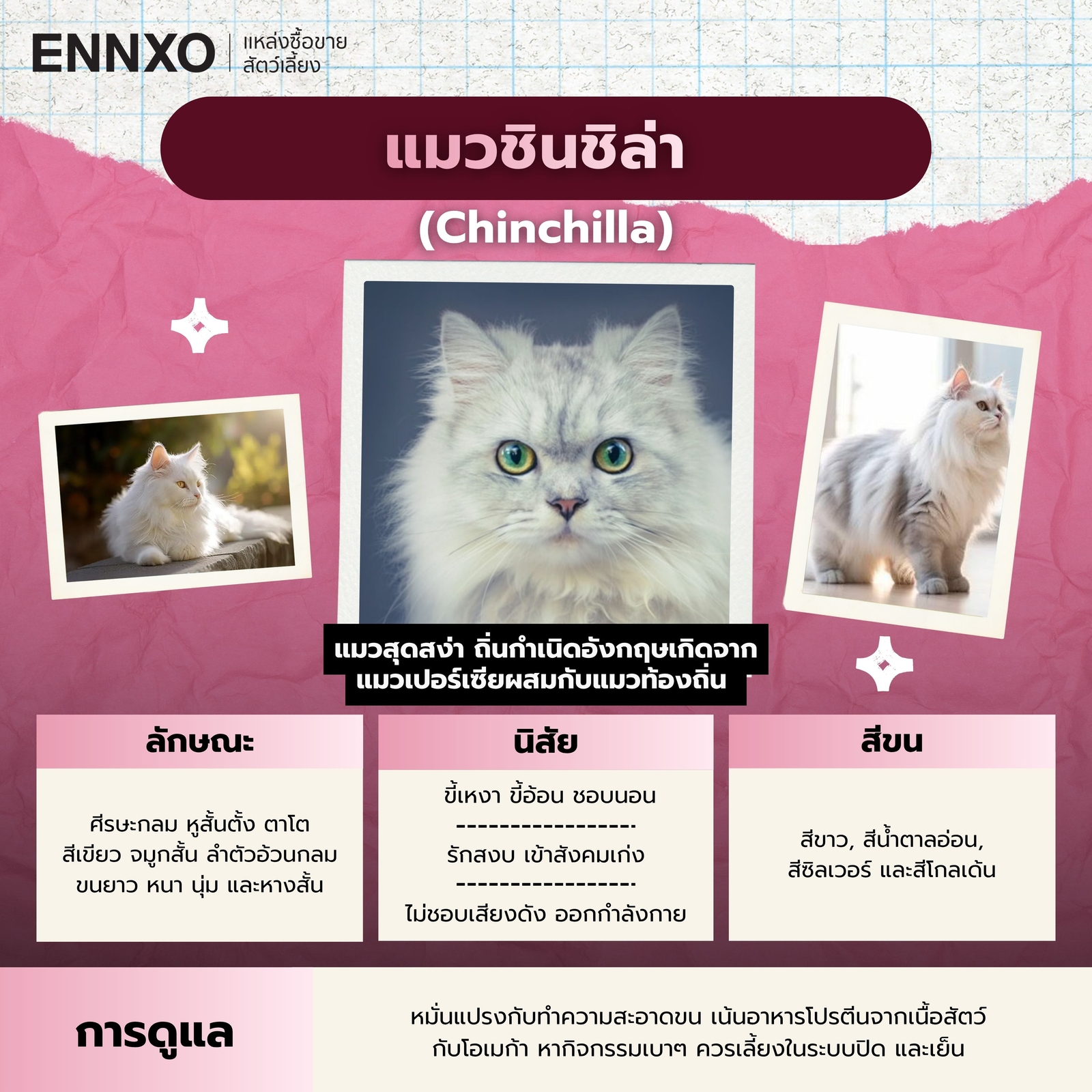 แมวชินชิล่า ลักษณะ