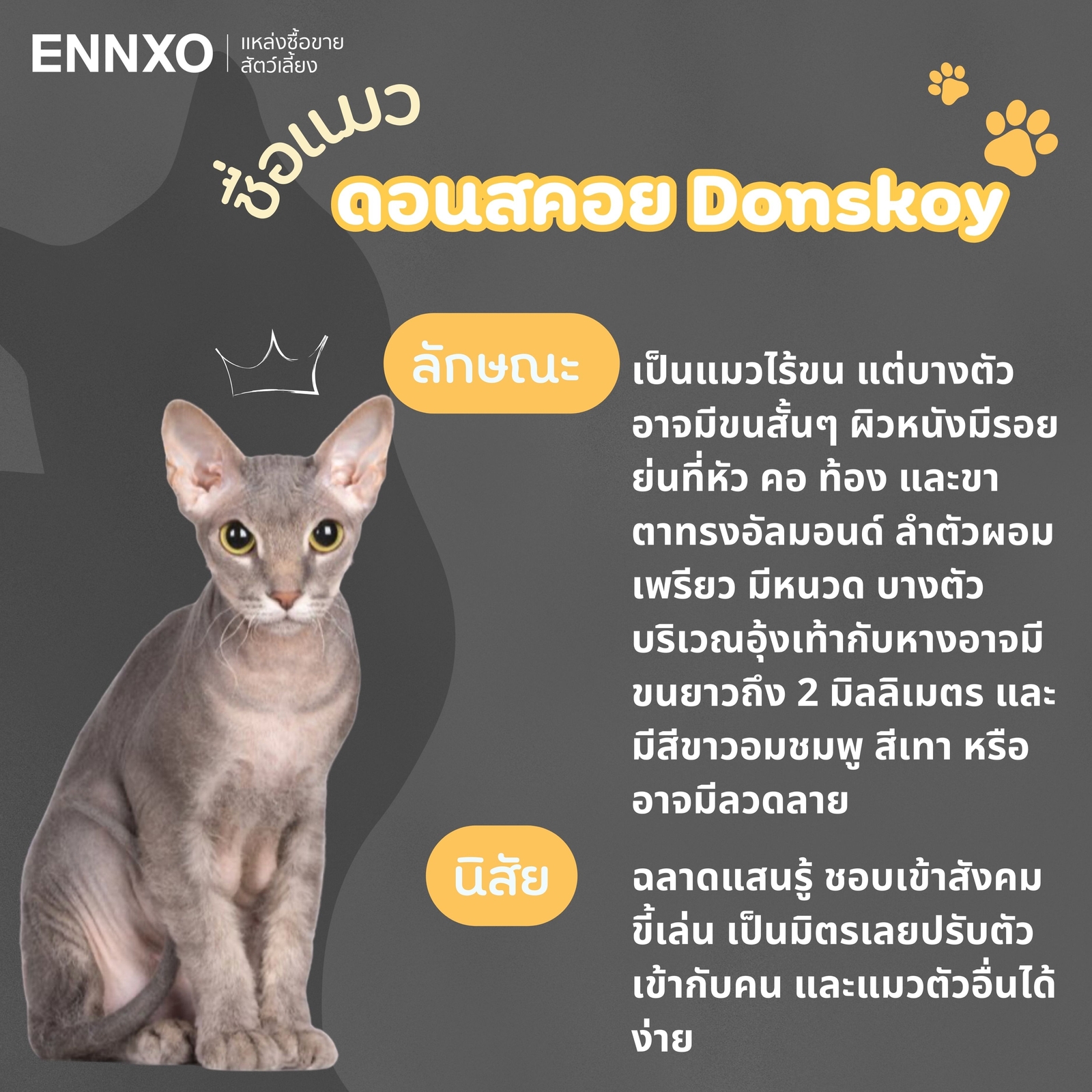 แมวดอนสคอย Donskoy