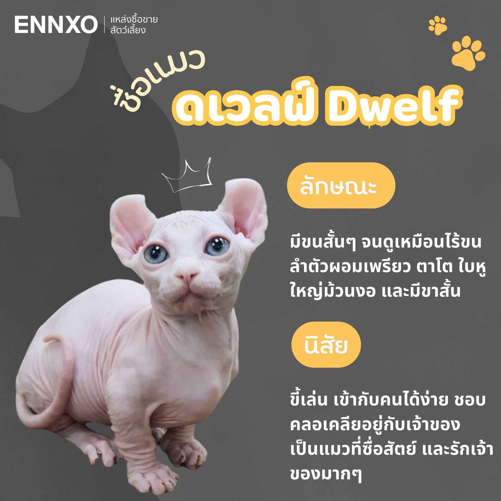 แมวดเวลฟ์ Dwelf