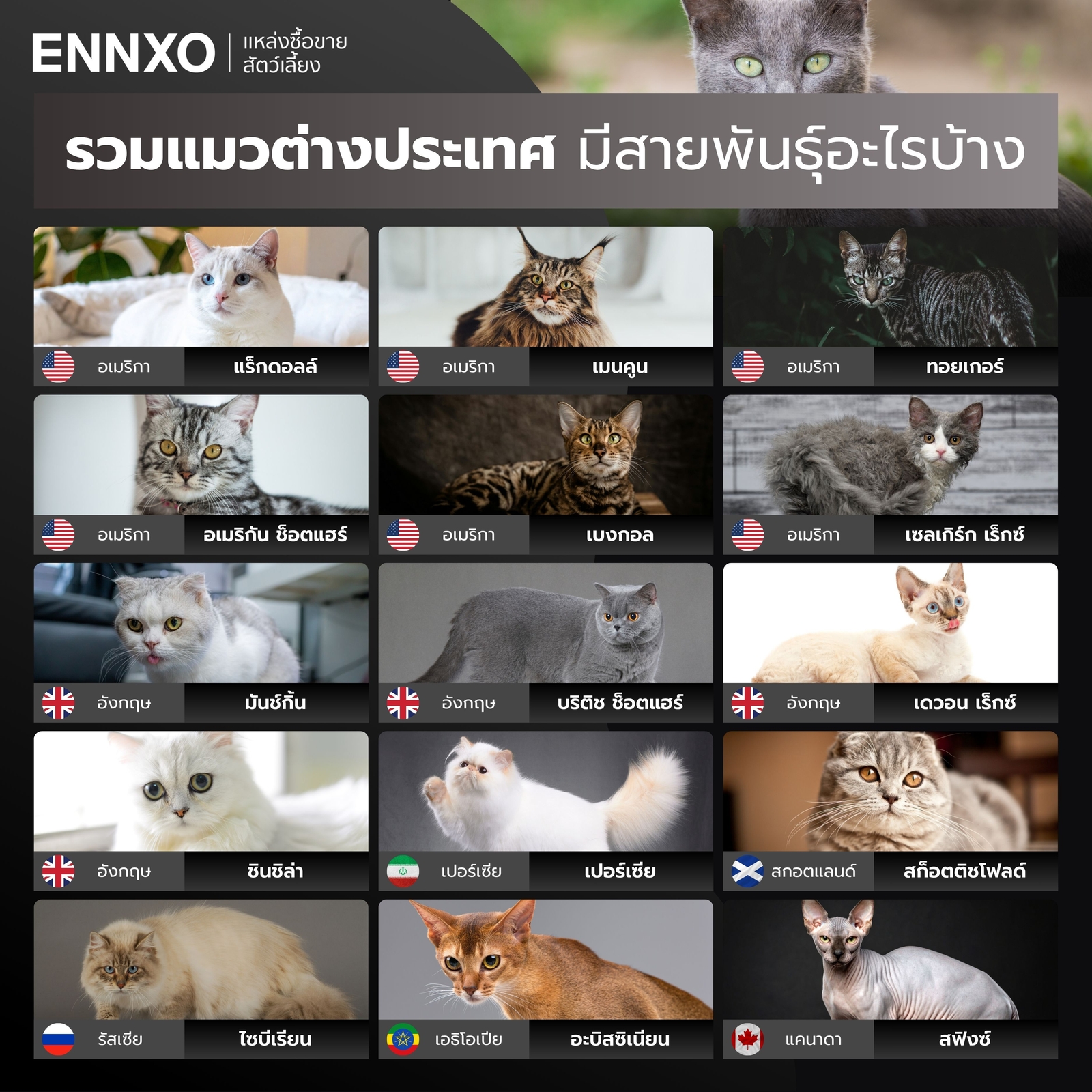แมวต่างประเทศ มีทั้งหมดกี่สายพันธุ์