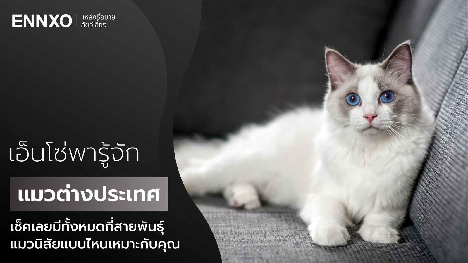 รวมแมวต่างประเทศ เช็คเลยแมวพันธุ์ไหนเหมาะกับคุณ