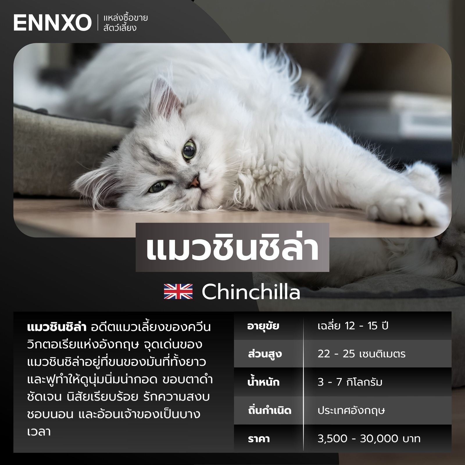 แมวต่างประเทศ แมวชินชิล่า