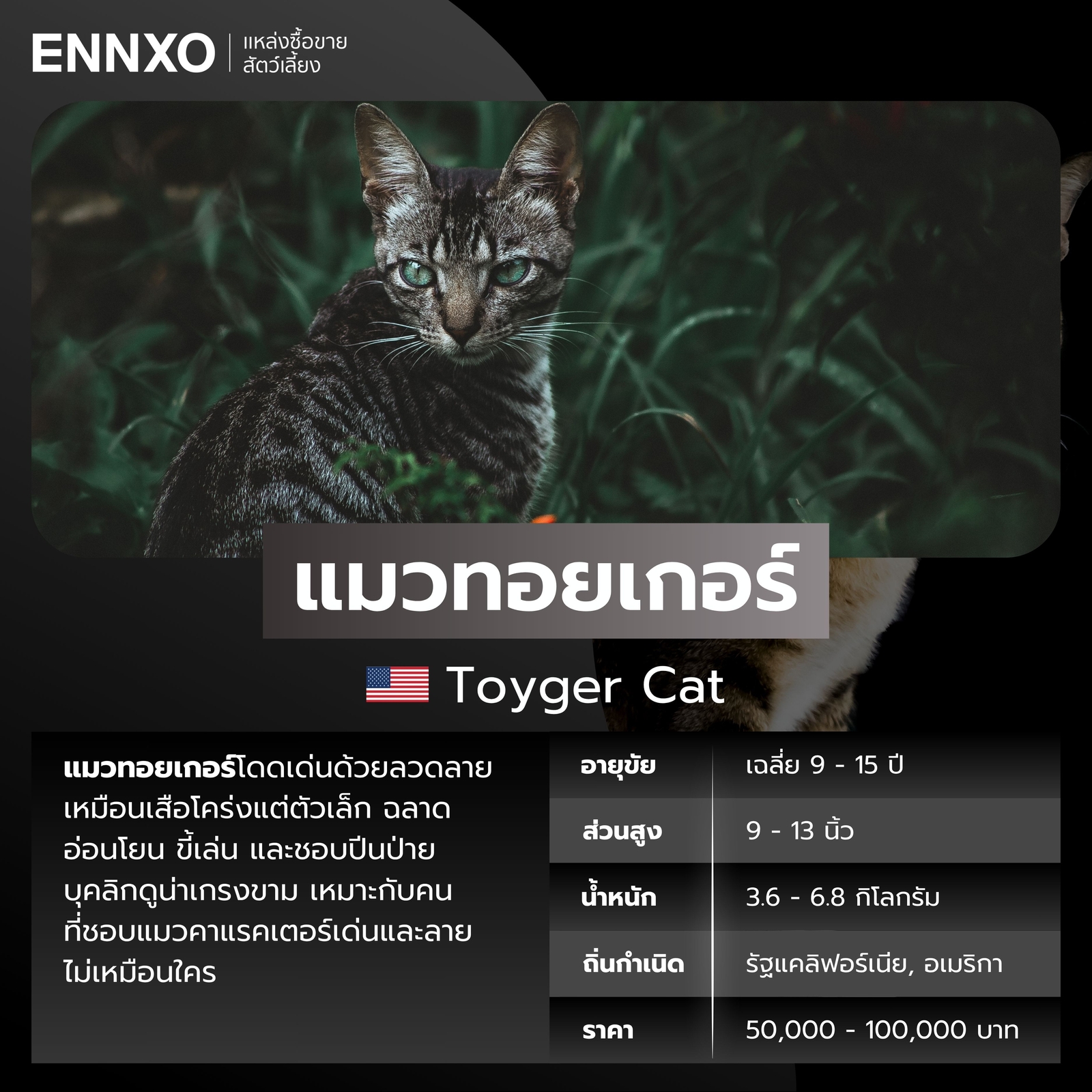 แมวต่างประเทศ แมวทอยเกอร์