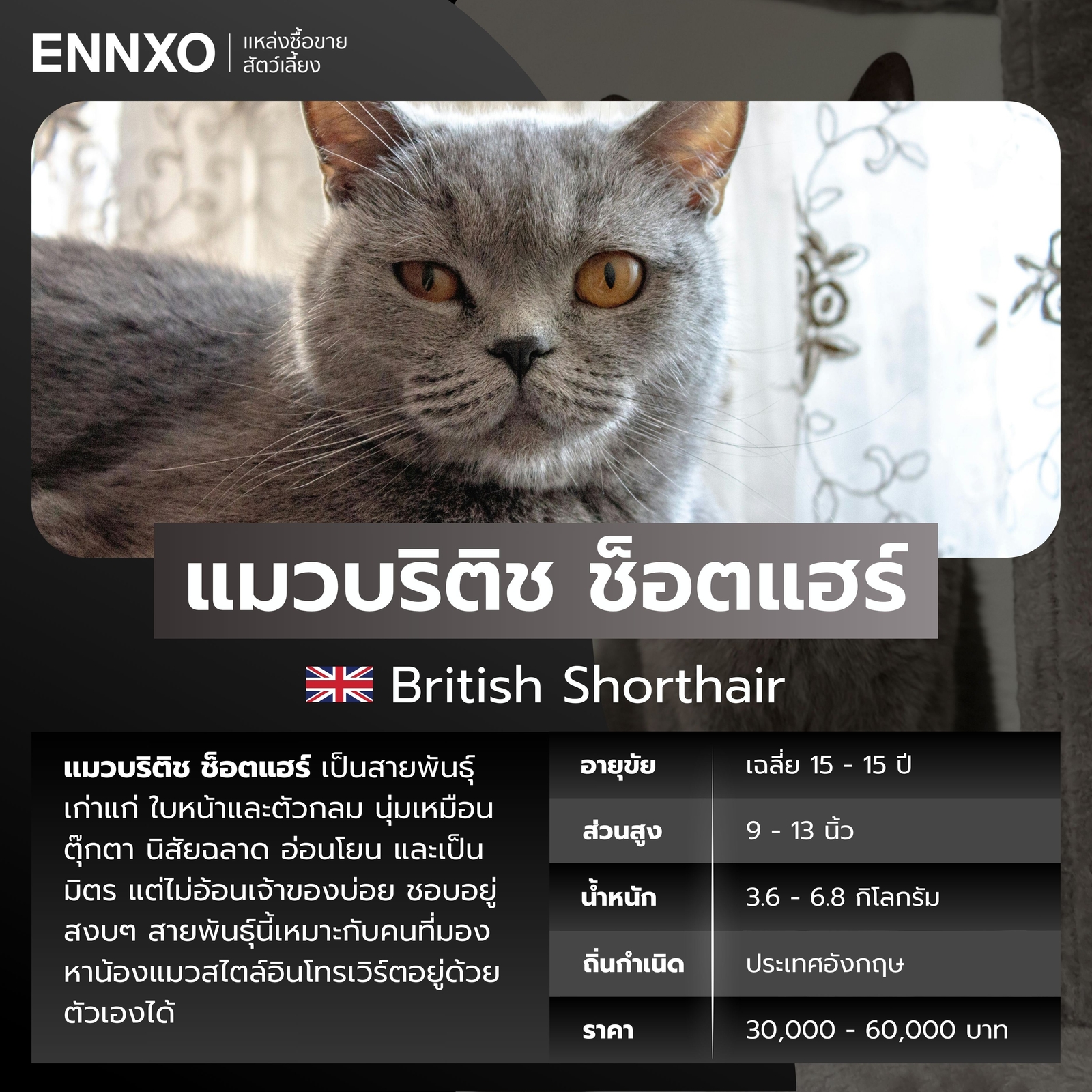 แมวต่างประเทศ แมวบริติช ช็อตแฮร์