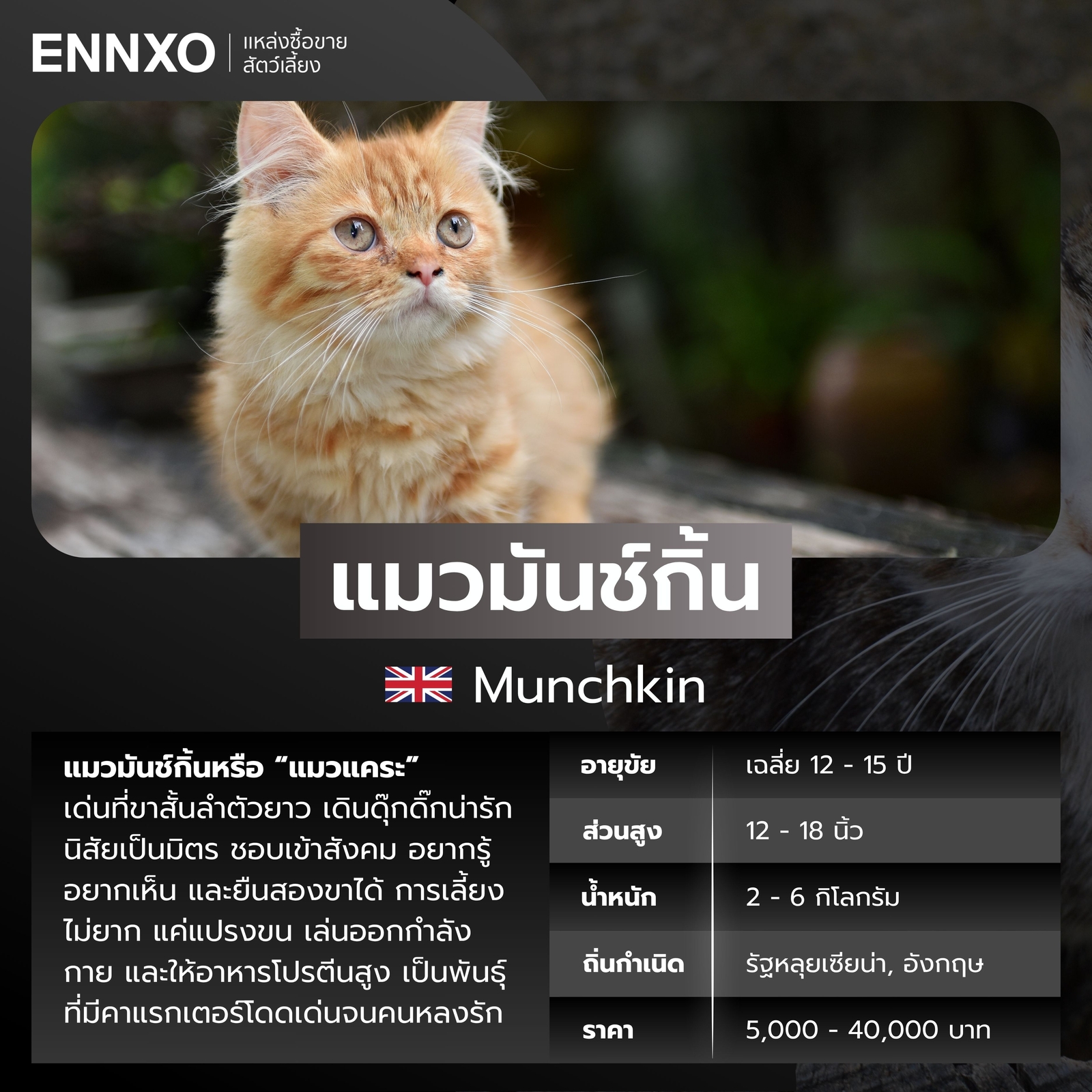 แมวต่างประเทศ แมวมันช์กิ้น