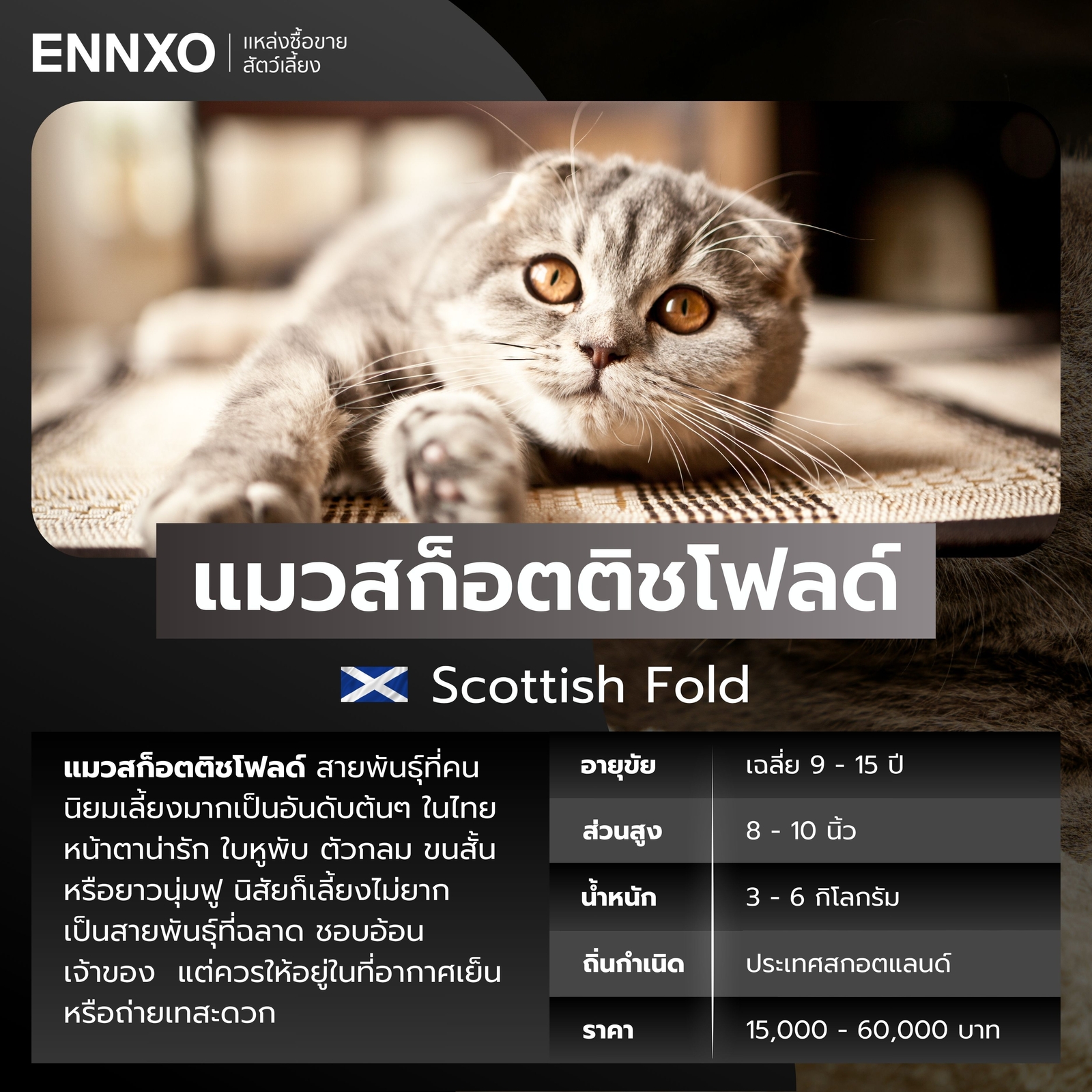 แมวต่างประเทศ แมวสก็อตติชโฟลด์