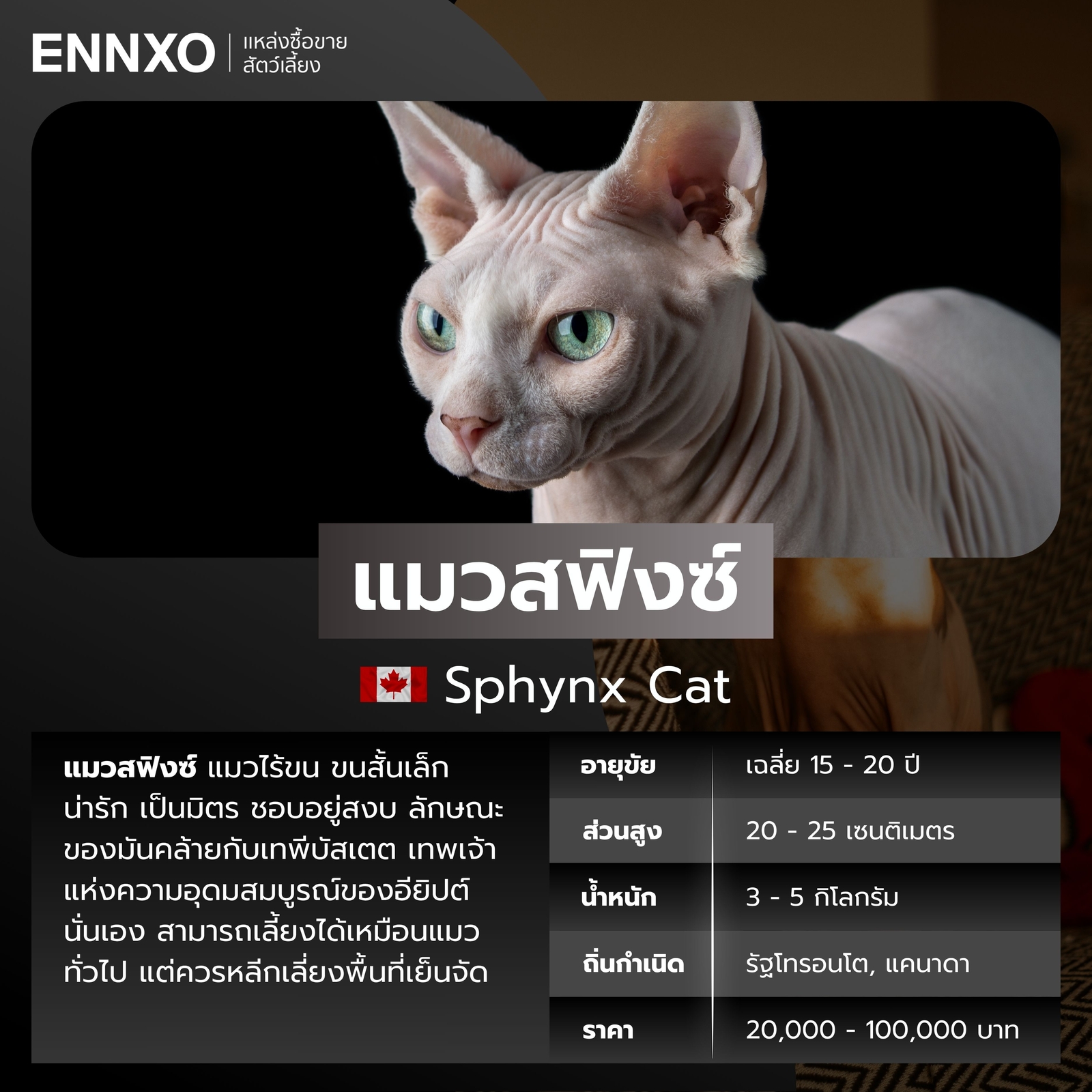 แมวต่างประเทศ แมวสฟิงซ์