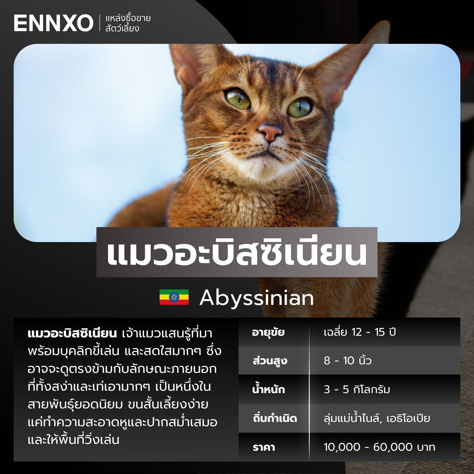แมวต่างประเทศ แมวอะบิสซิเนียน