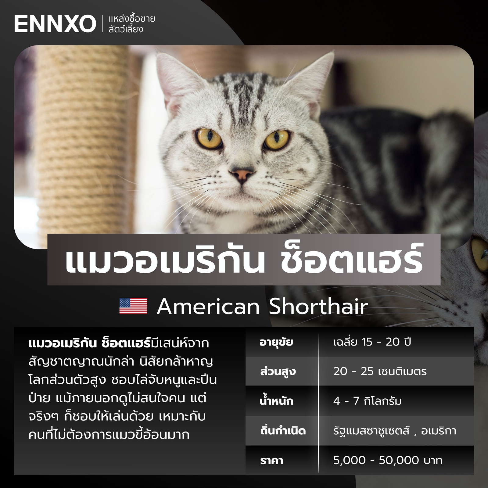 แมวต่างประเทศ แมวอเมริกัน ช็อตแฮร์
