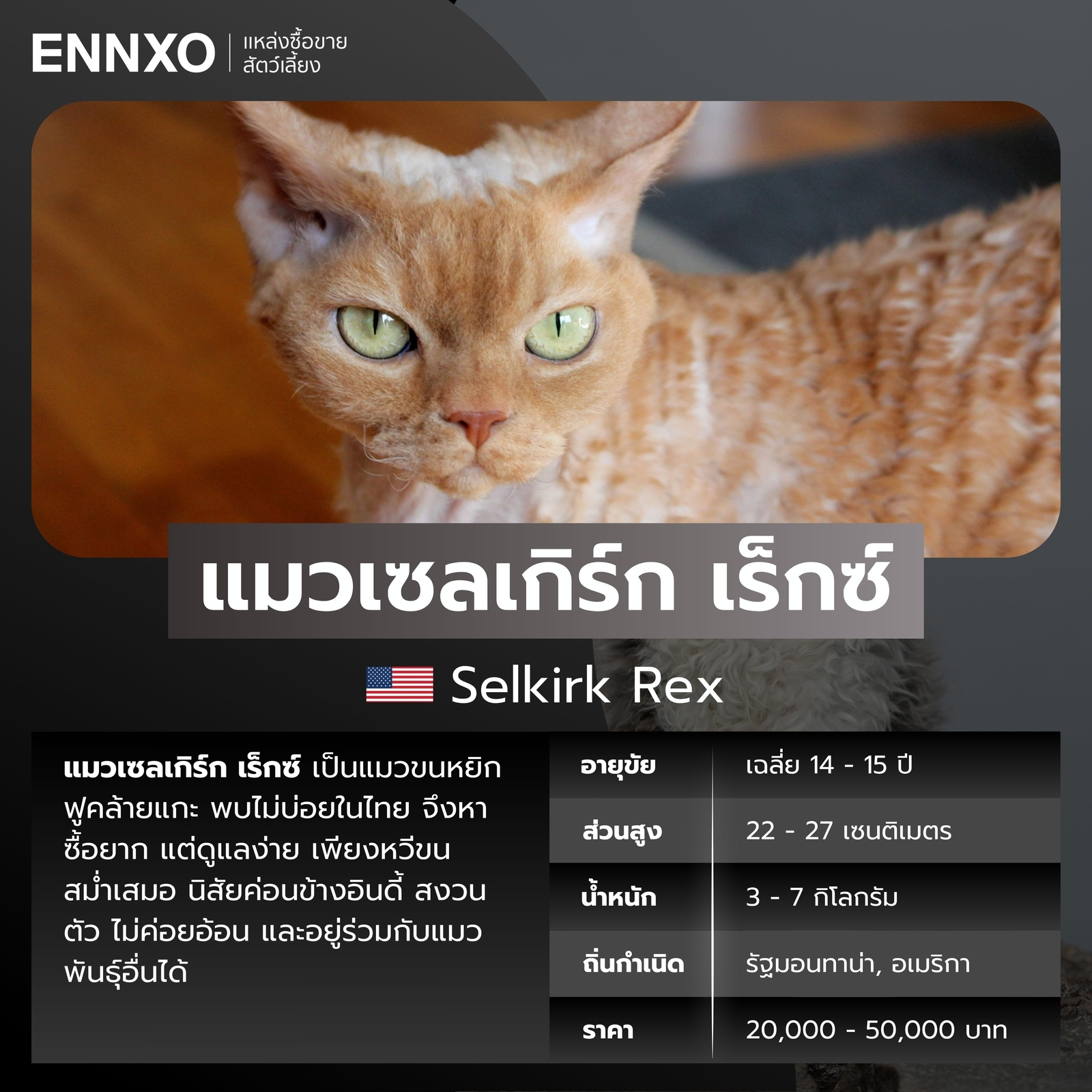 แมวต่างประเทศ แมวเซลเกิร์ก เร็กซ์