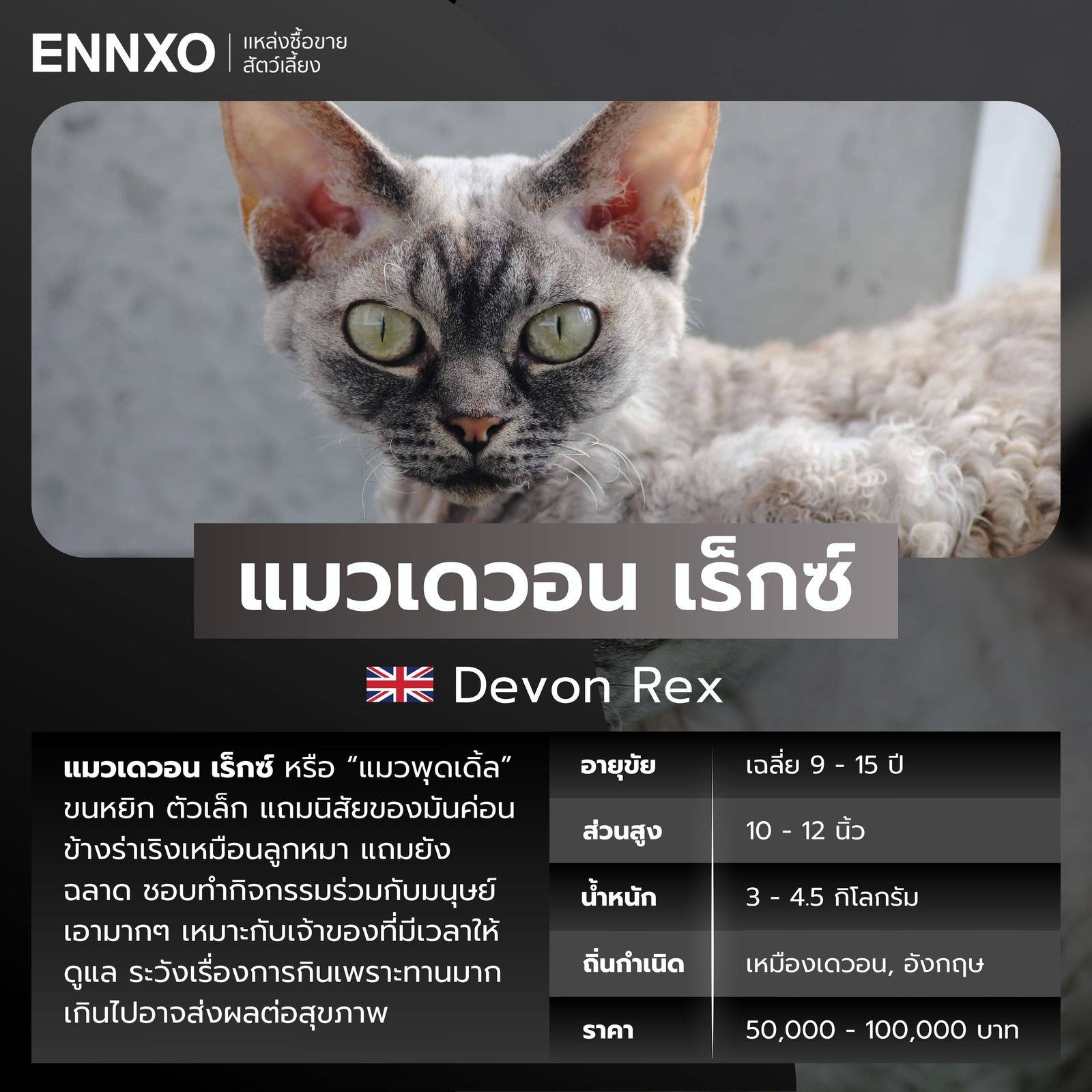 แมวต่างประเทศ แมวเดวอน เร็กซ์