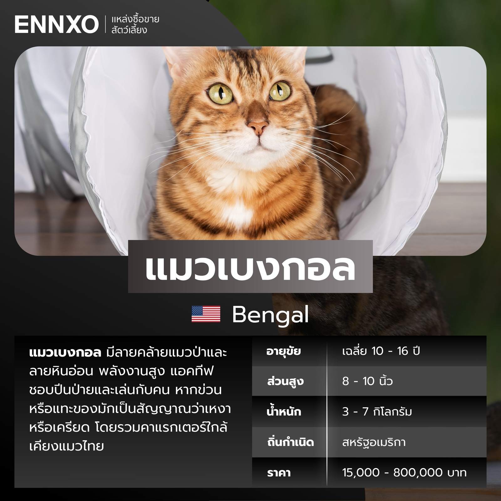 แมวต่างประเทศ แมวเบงกอล ราคา