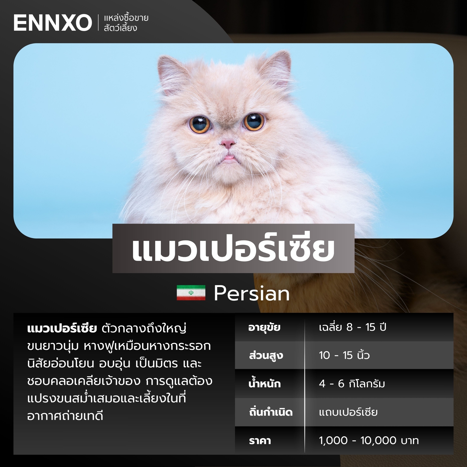 แมวต่างประเทศ แมวเปอร์เซีย
