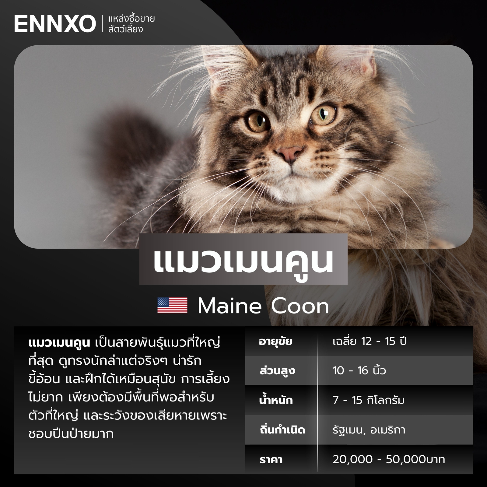 แมวต่างประเทศ แมวเมนคูน
