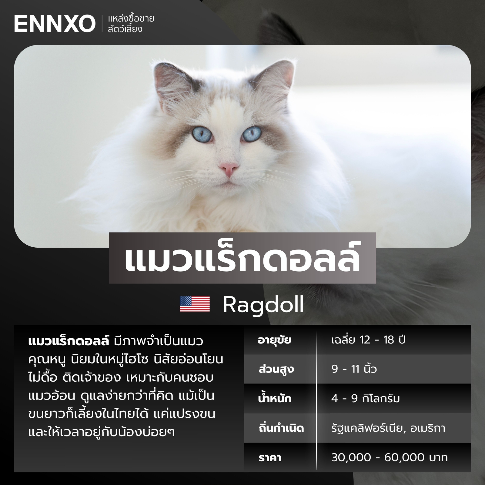 แมวต่างประเทศ แมวแร็กดอลล์