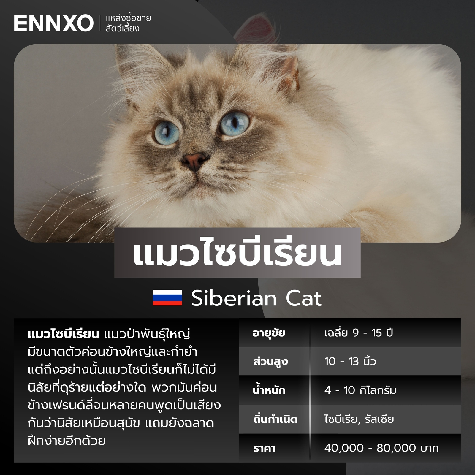 แมวต่างประเทศ แมวไซบีเรียน