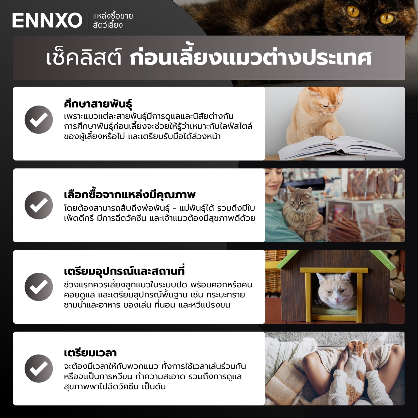 แมวต่างประเทศเลี้ยงยากไหม ต้องเตรียมตัวยังไง