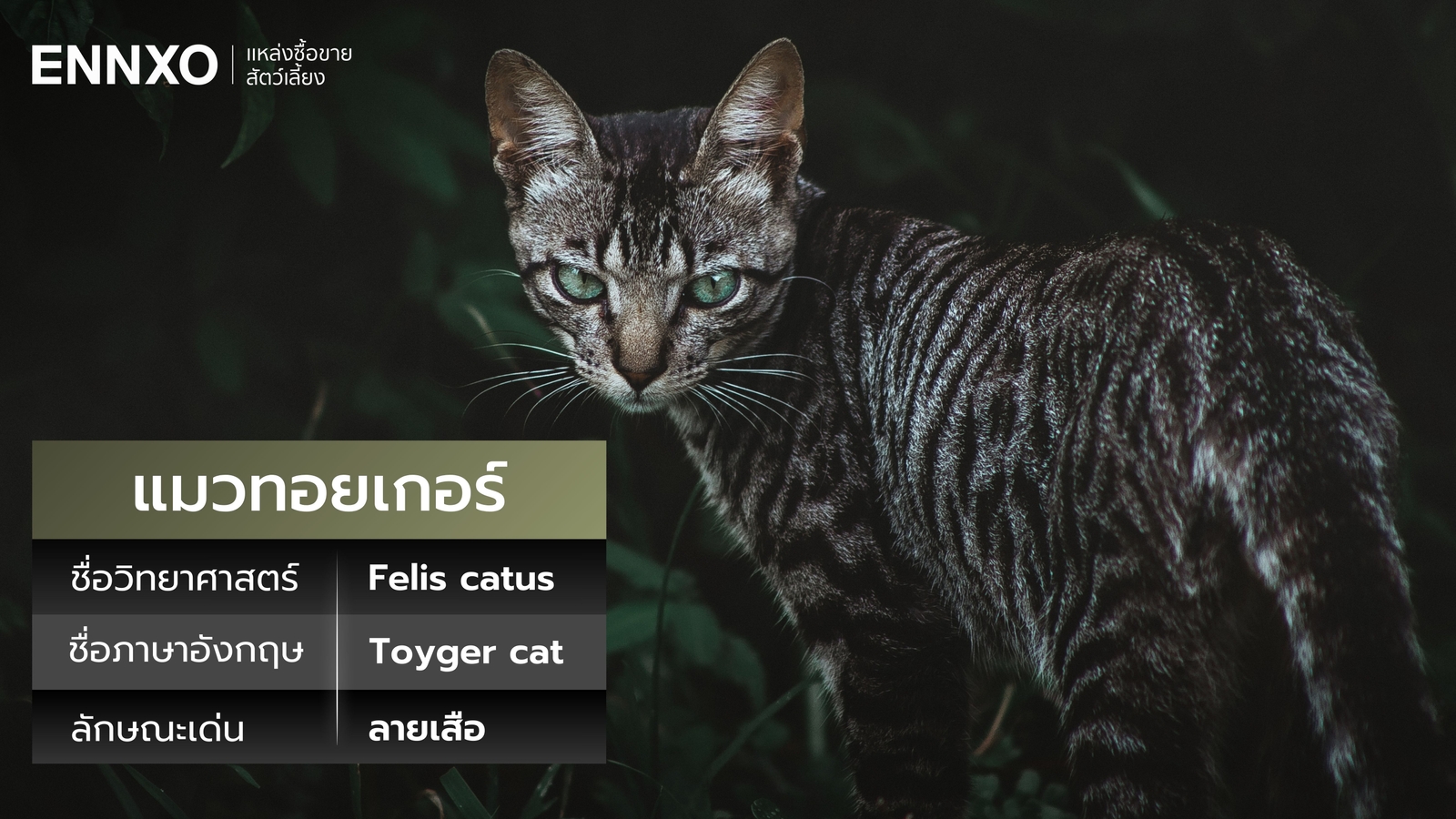 ทอยเกอร์ ภาษาอังกฤษ