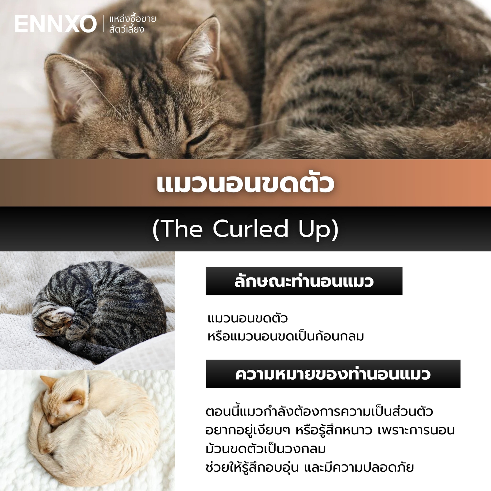 แมวนอนขดตัวเป็นวงกลม