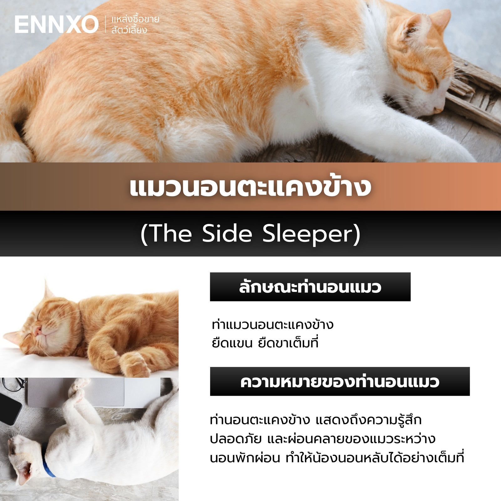 แมวนอนตะแคง