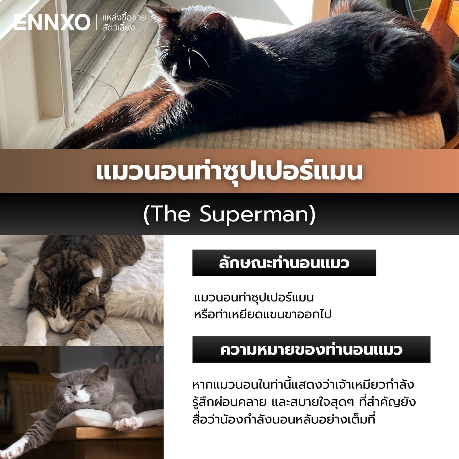 แมวนอนท่าซุปเปอร์แมน