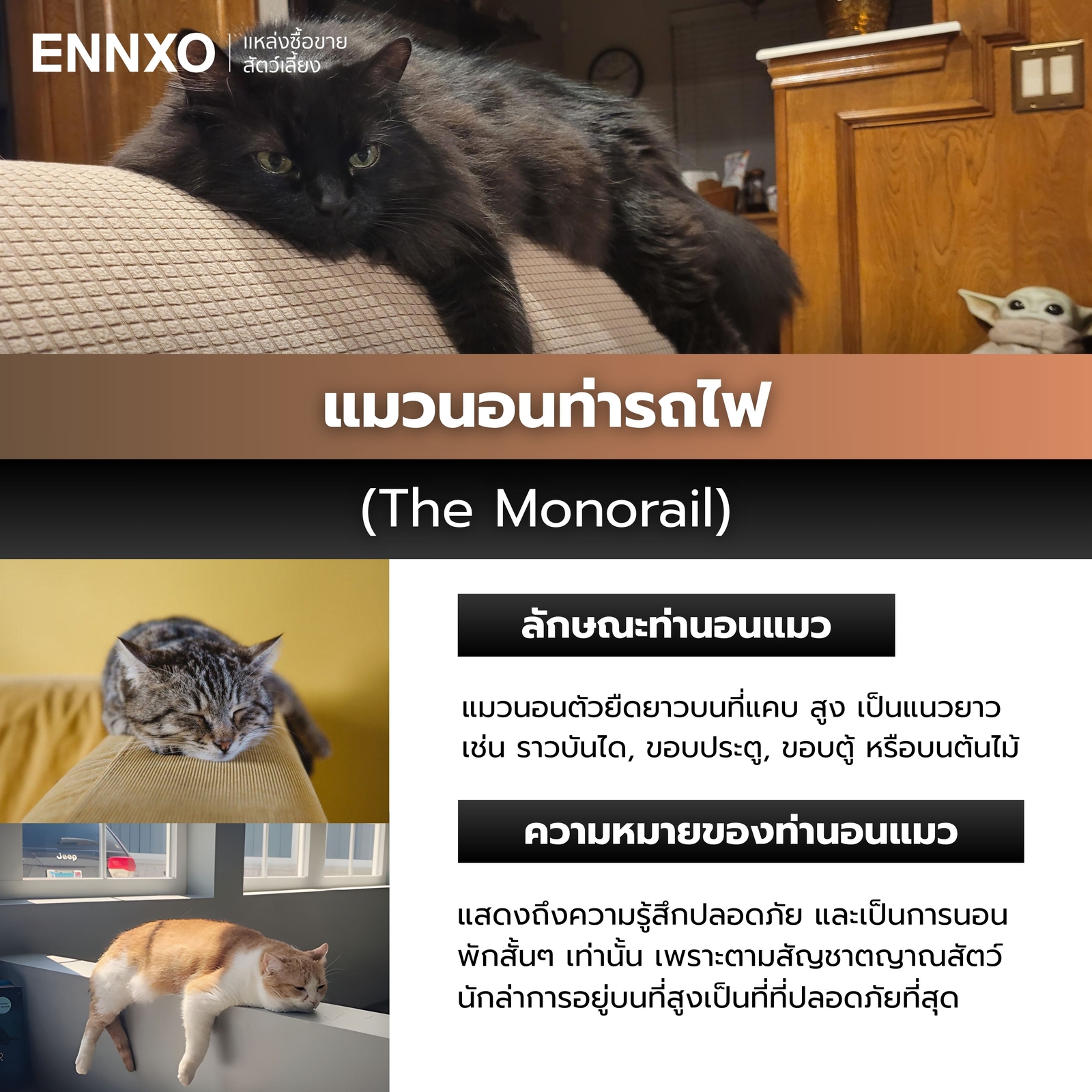 แมวนอนท่ารถไฟ