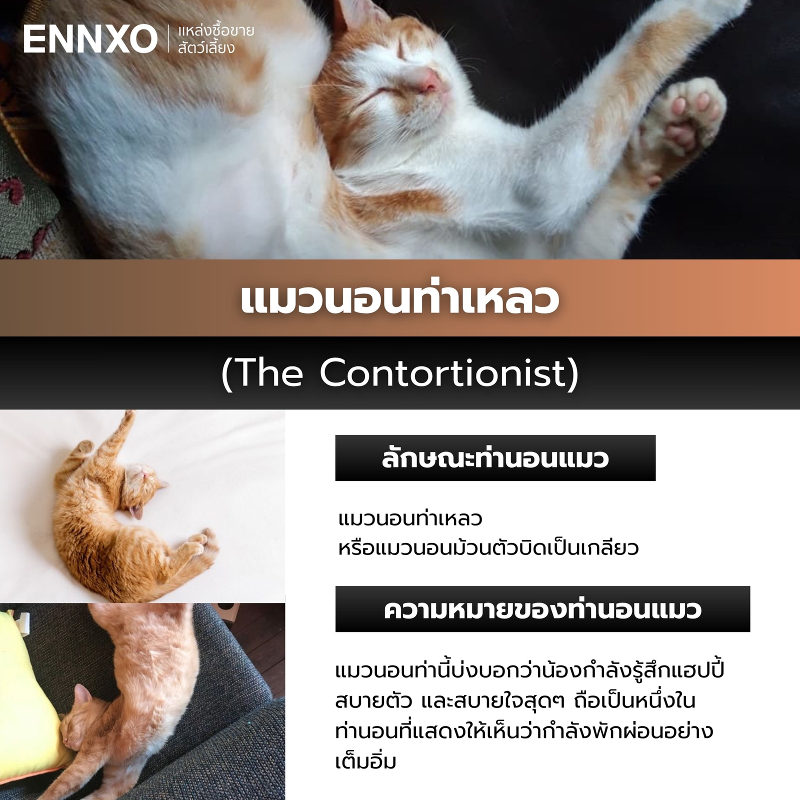 แมวนอนท่าเหลว