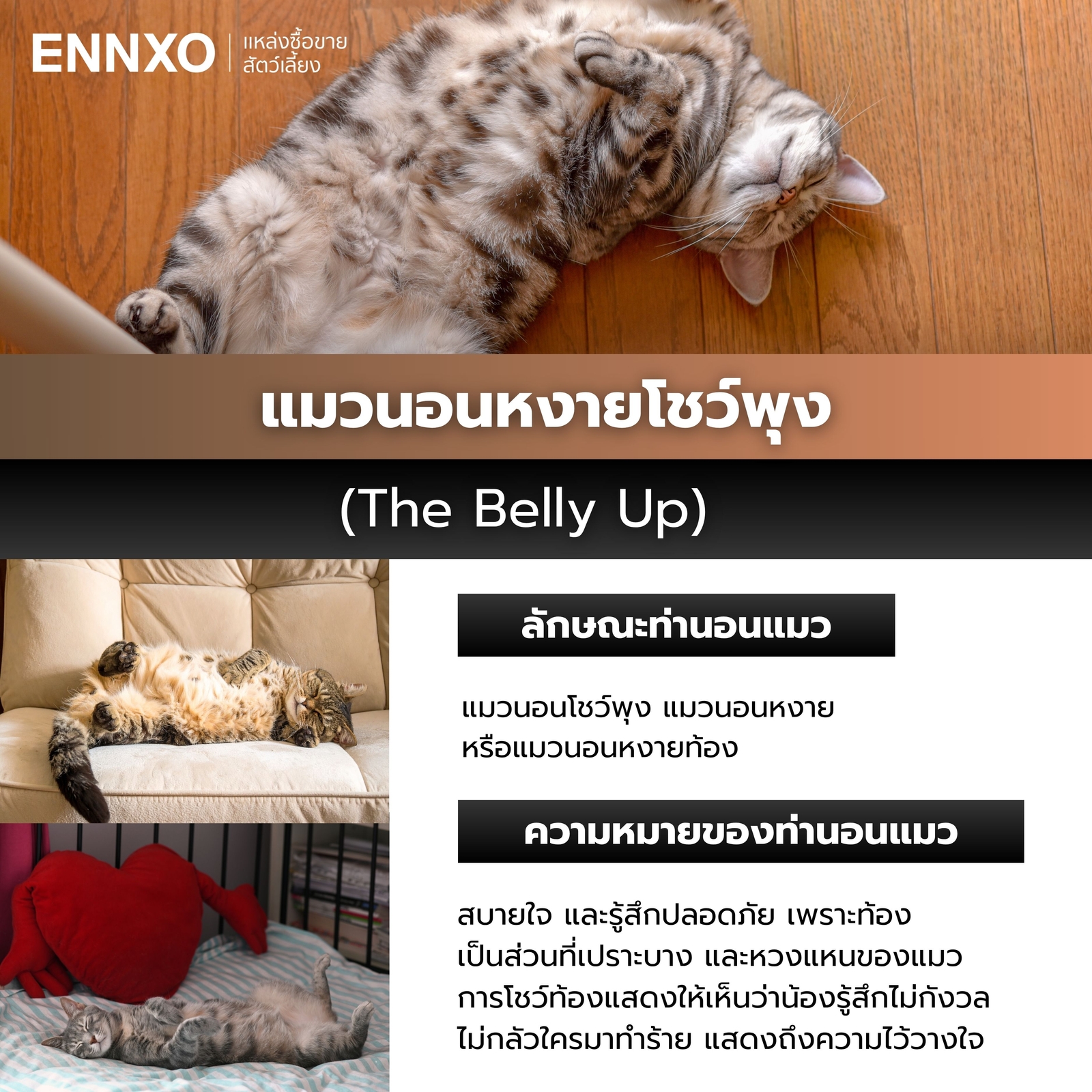 แมวนอนหงายโชว์พุง