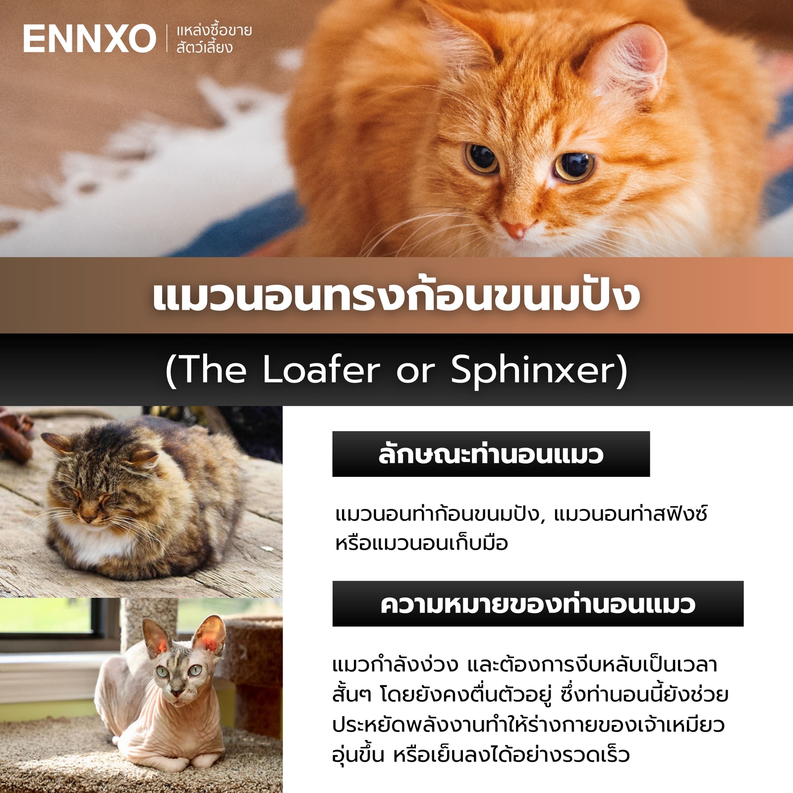 แมวนอนเก็บมือหมายถึงอะไร