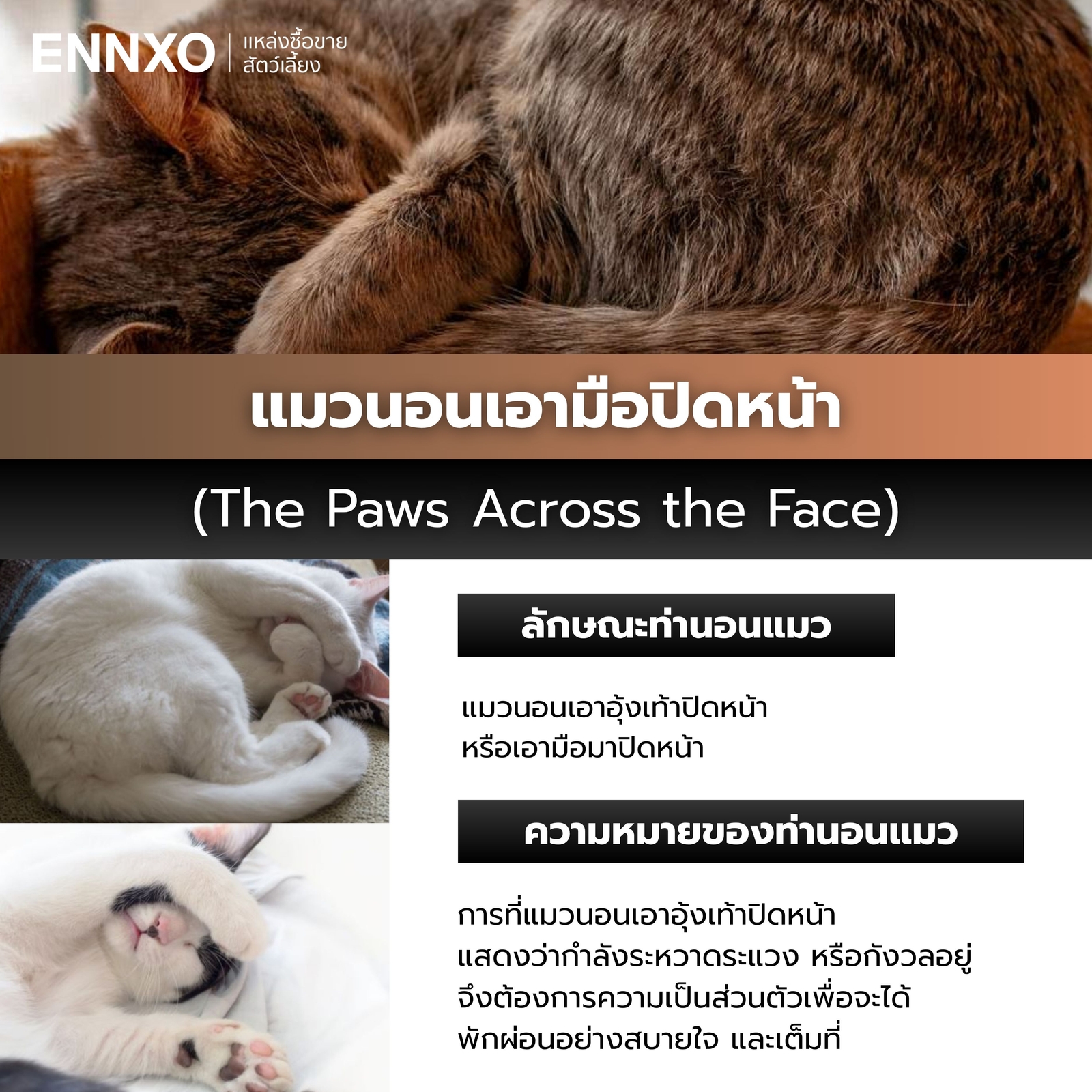 แมวนอนเอาอุ้งเท้าปิดหน้า