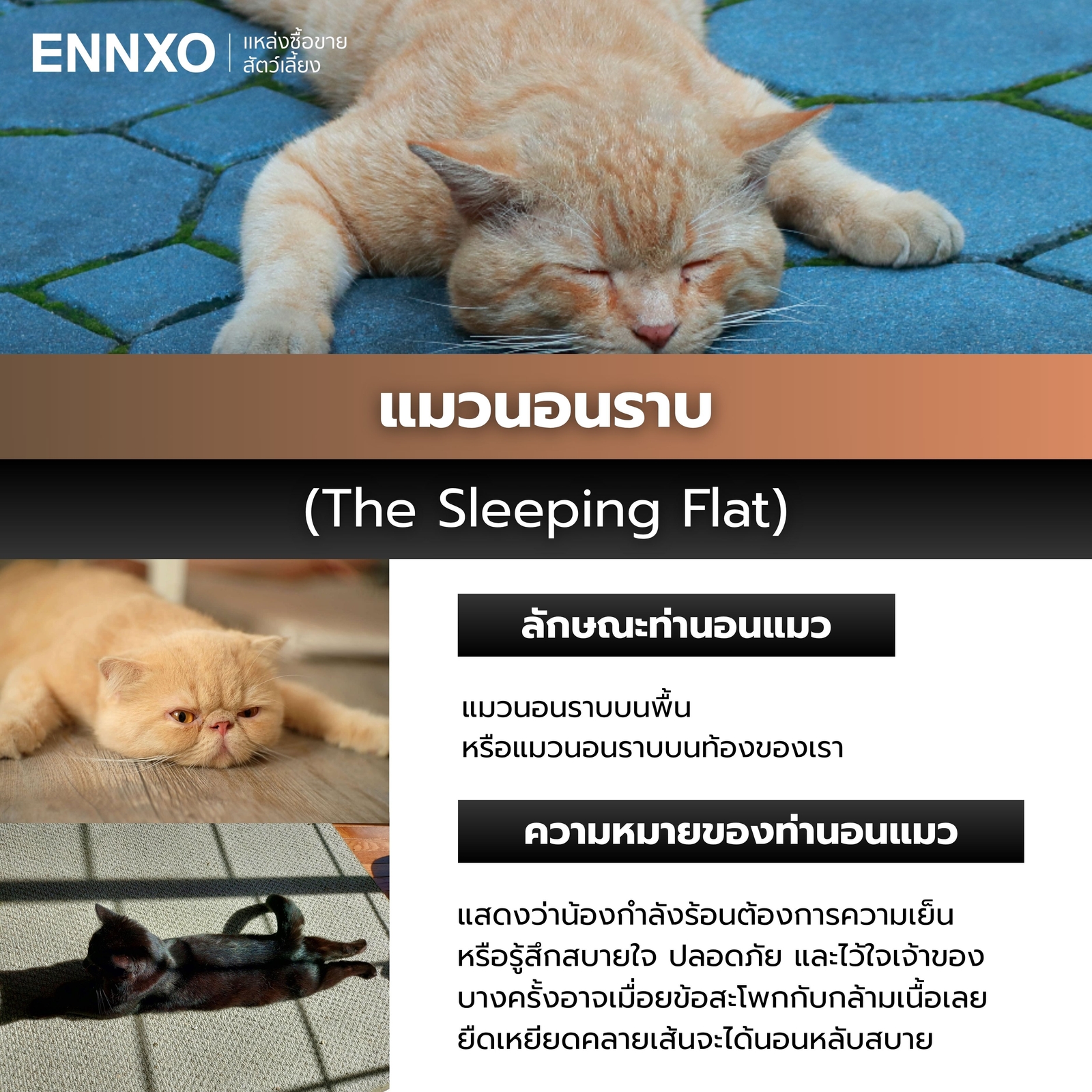 แมวนอนราบ