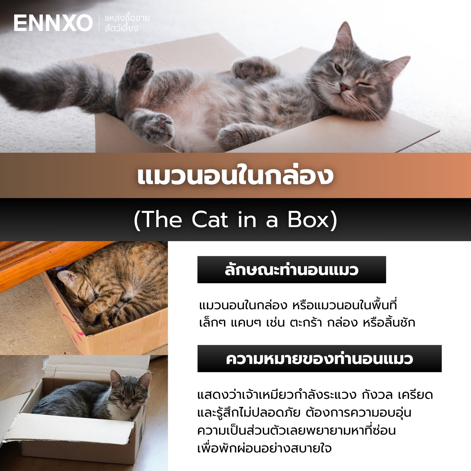 แมวนอนในกล่อง