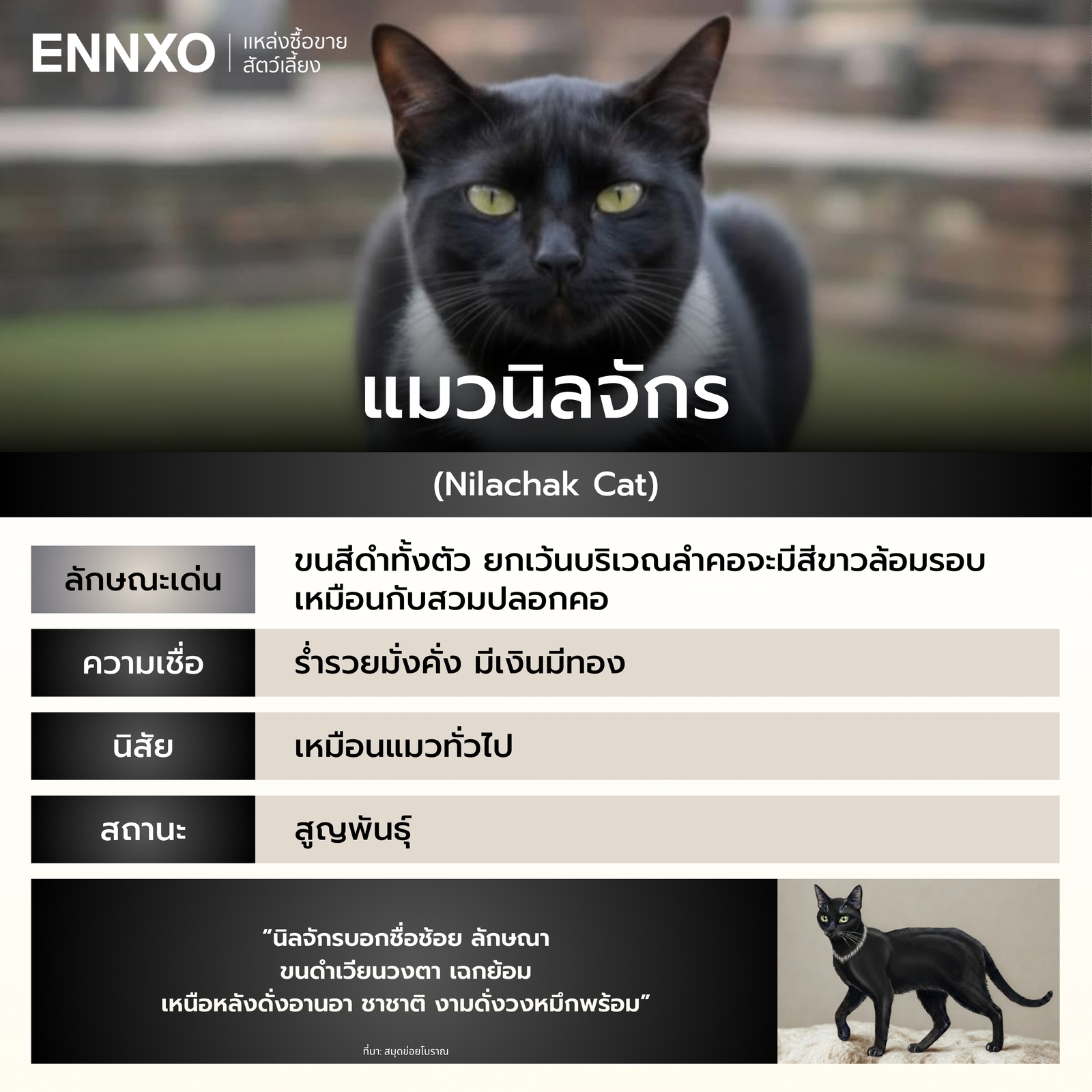 รู้จักแมวนิลจักร แมวไทย