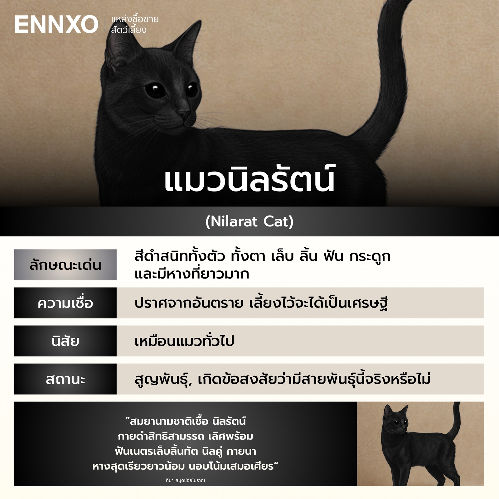 รู้จักแมวนิลรัตน์ แมวไทย