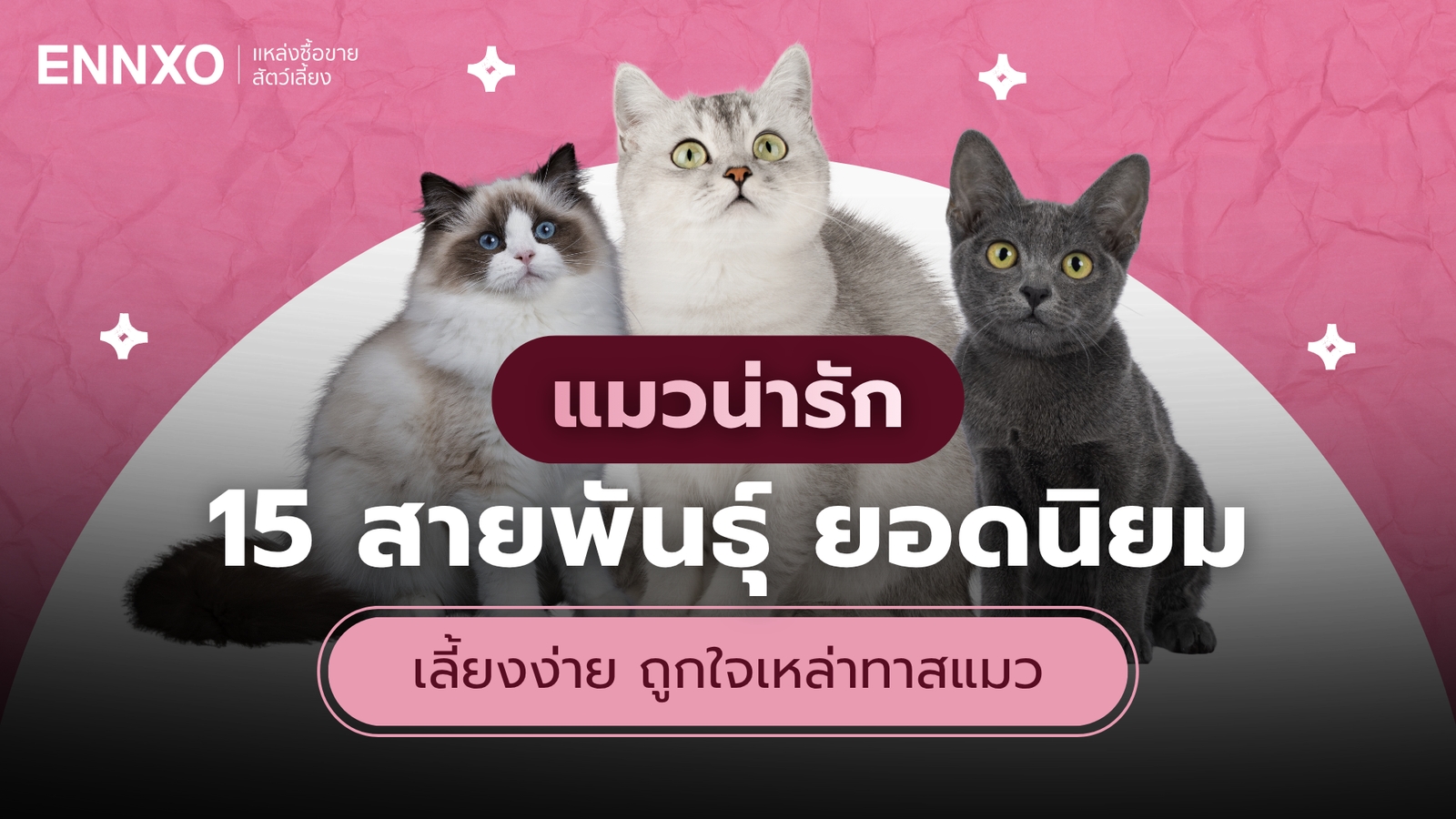 แมวน่ารักๆ พันธุ์อะไร รวม 15 แมวน่ารักยอดนิยมที่ทาสแมวหลงรัก