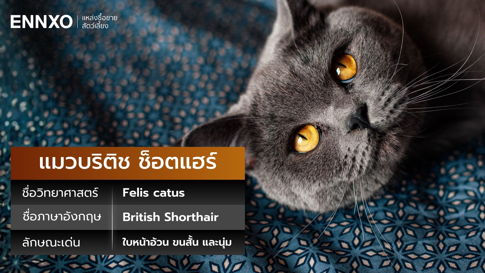 แมวบริติช-ช็อตแฮร์-ชื่อวิทยาศาสตร์และภาษาอังกฤษ