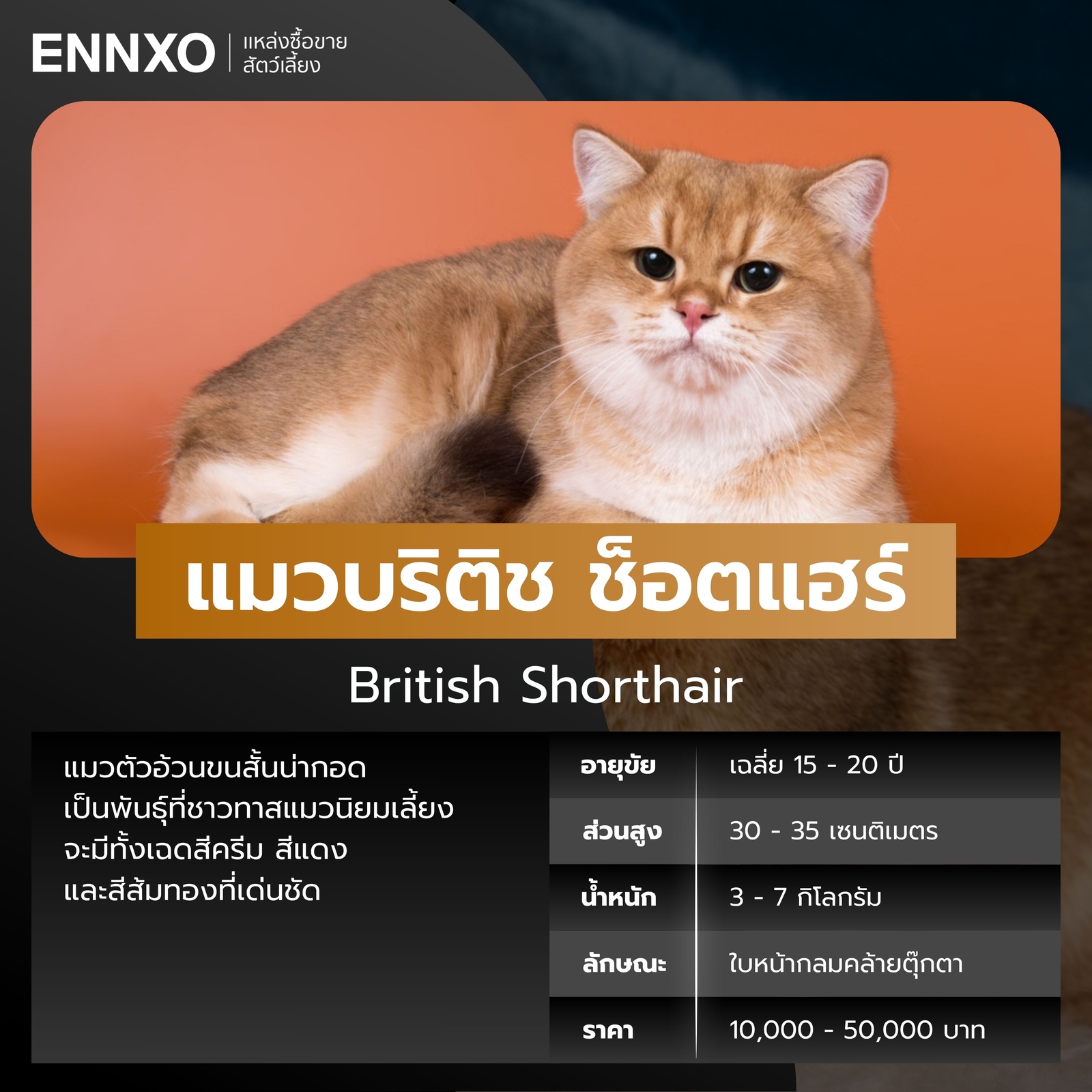 แมวบริติช-ช็อตแฮร์-สีส้ม