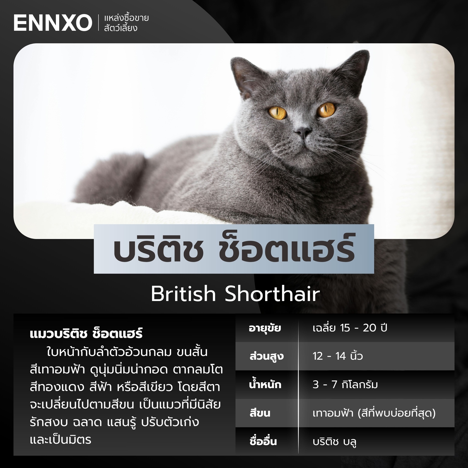 แมวสีเทา แมวบริติช ช็อตแฮร์