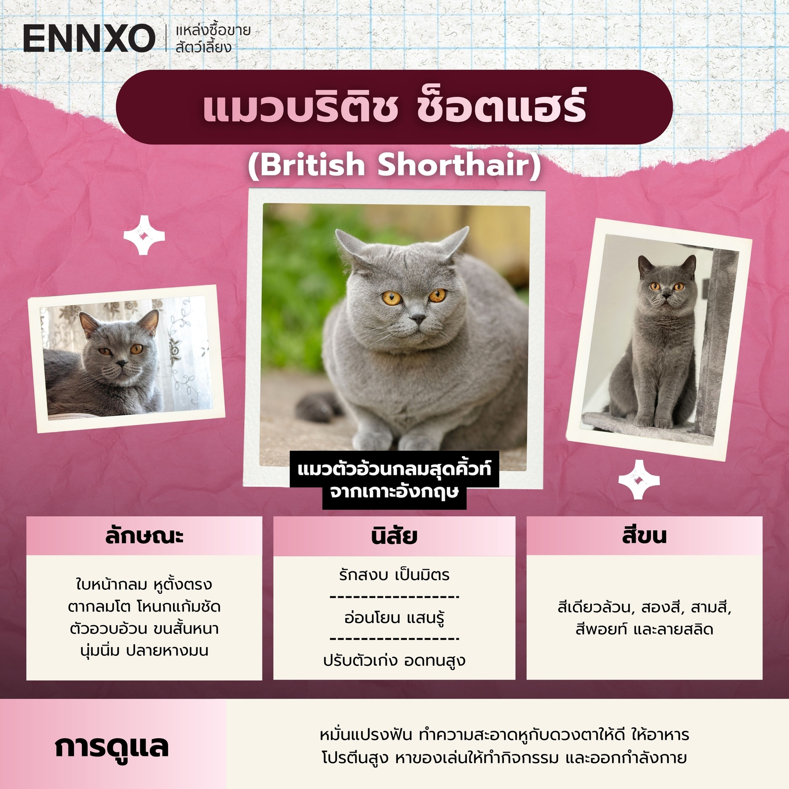 แมวบริติช ช็อตแฮร์ นิสัย