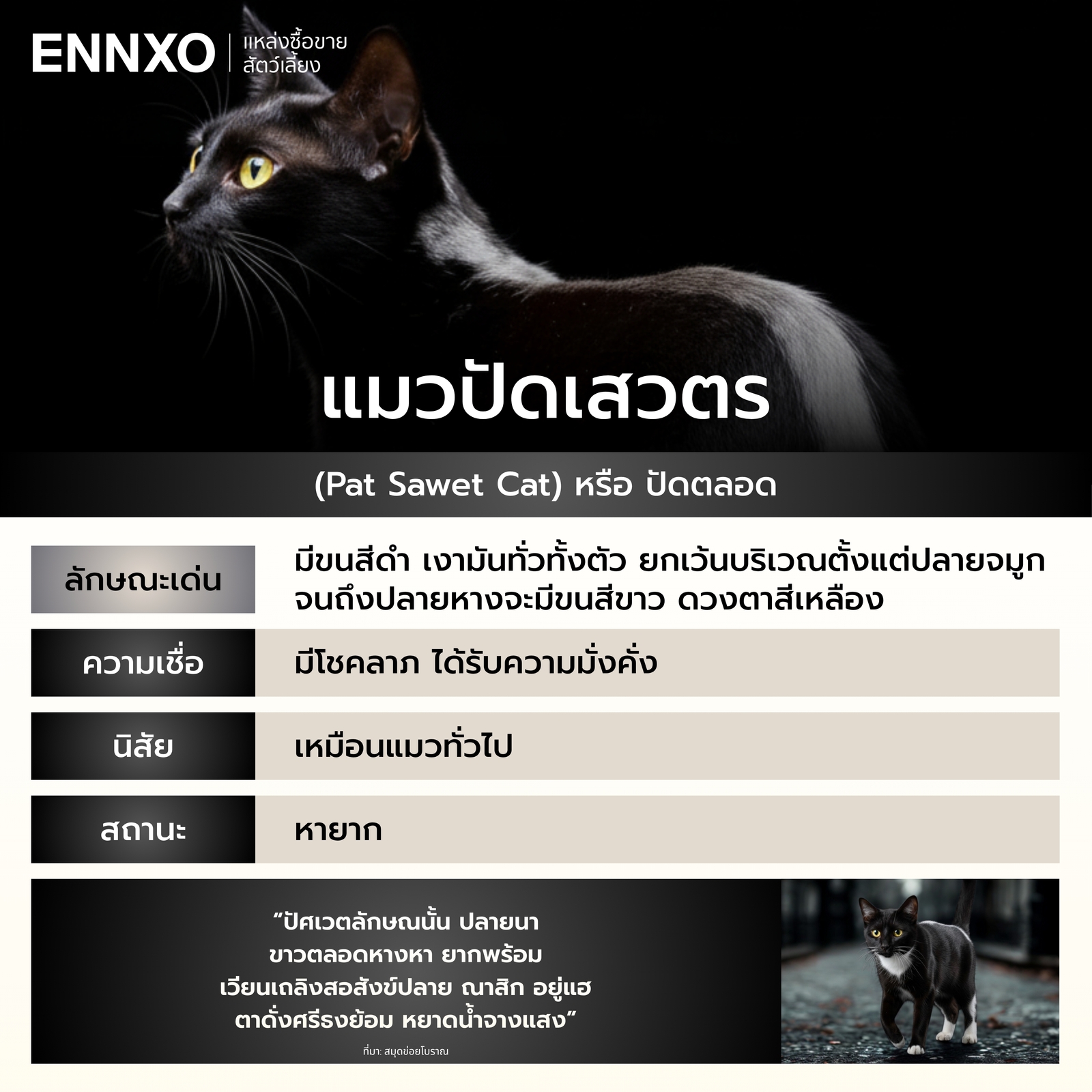 รู้จักแมวปัดเสวตร แมวไทย