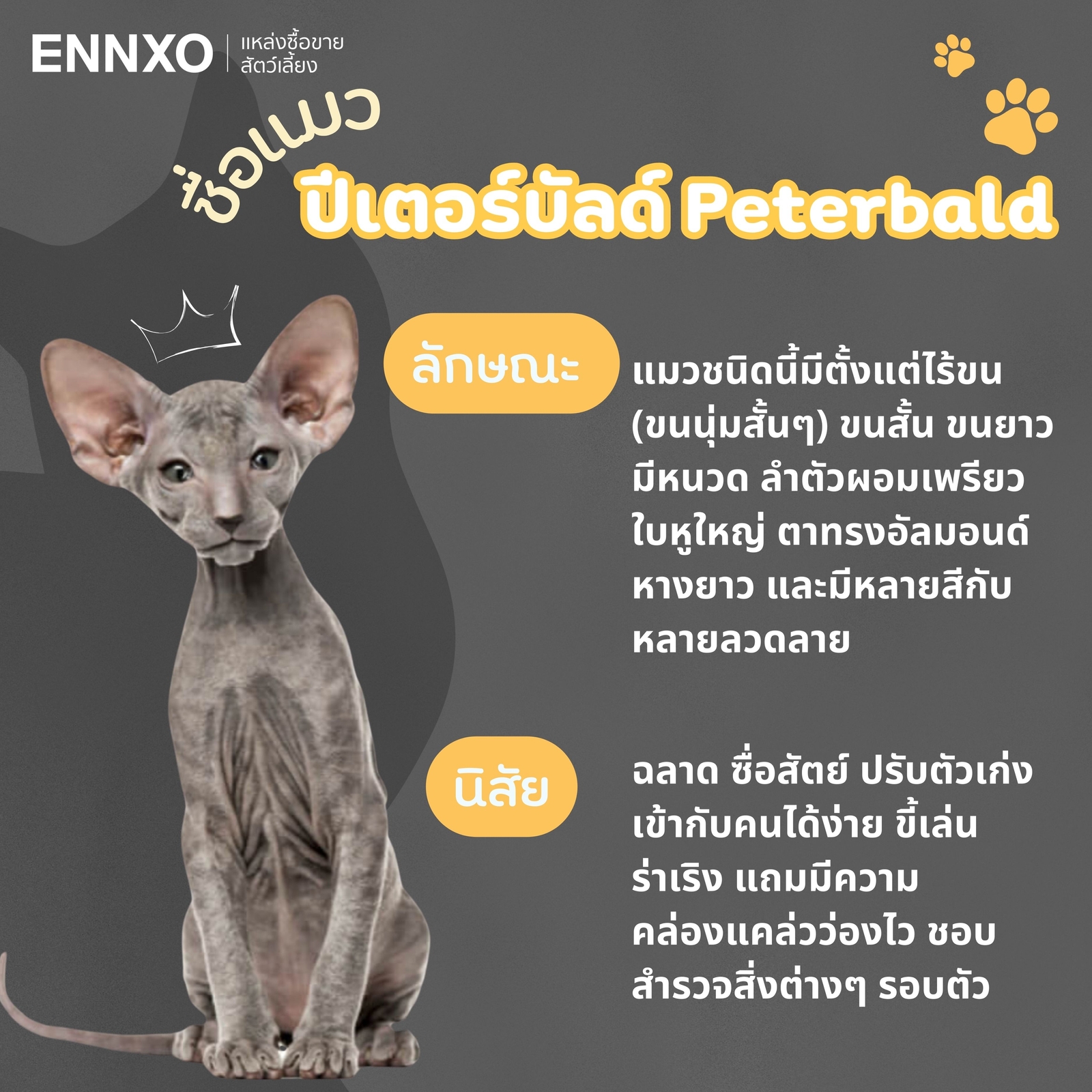 แมวปีเตอร์บัลด์ Peterbald