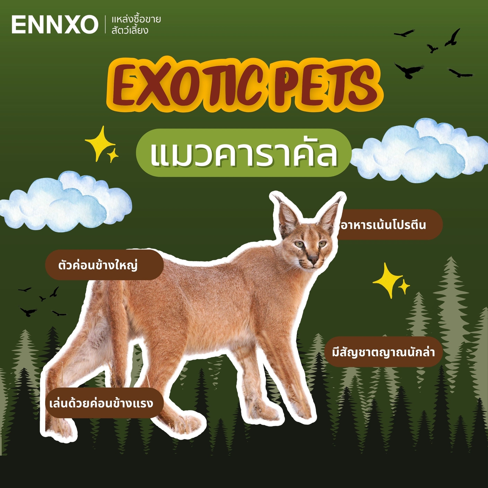 แมวป่าคาราคัล Caracal เลี้ยงได้ 